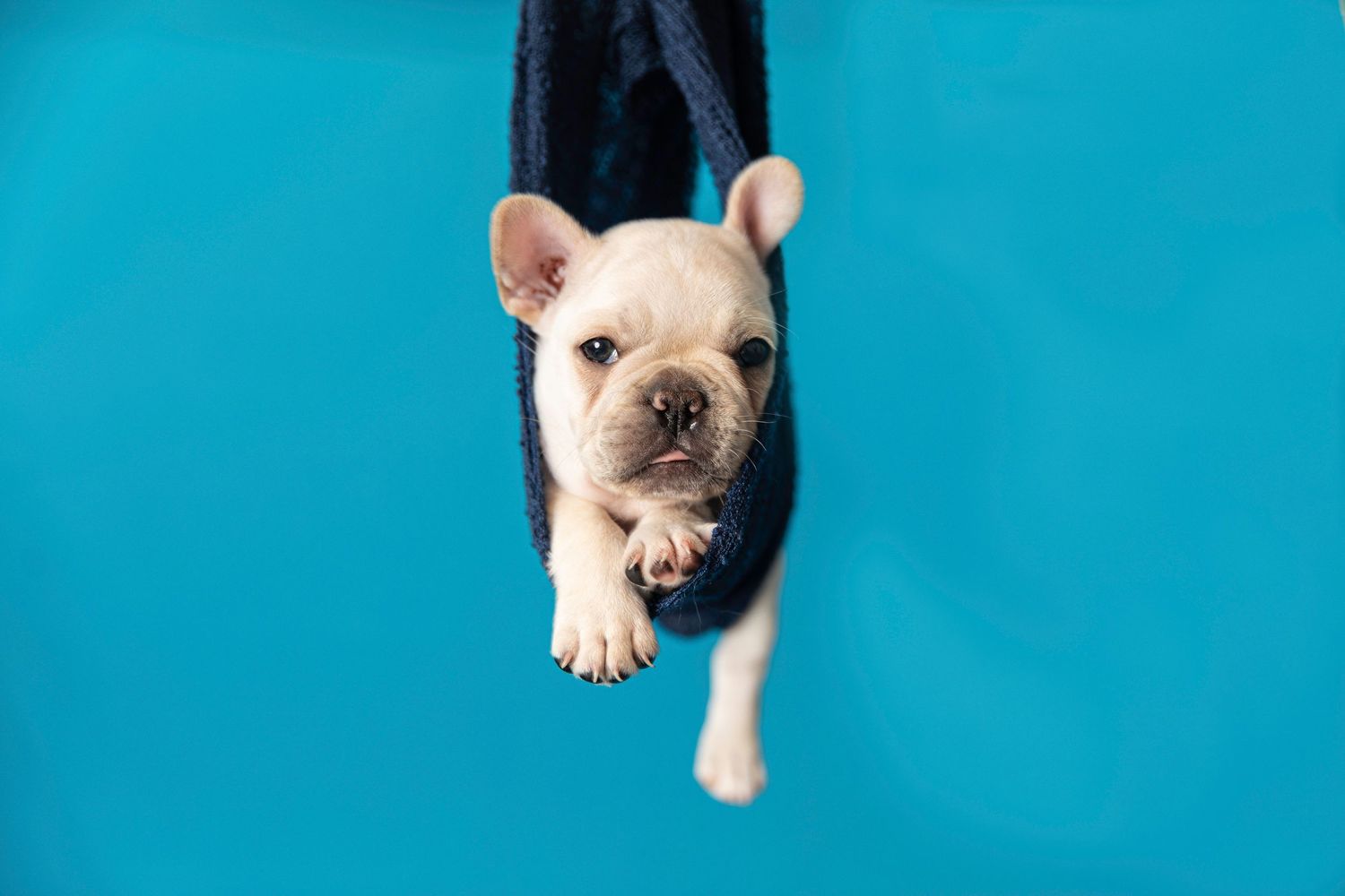 French bulldog puppy hanging against turquoise background in studio portrait.