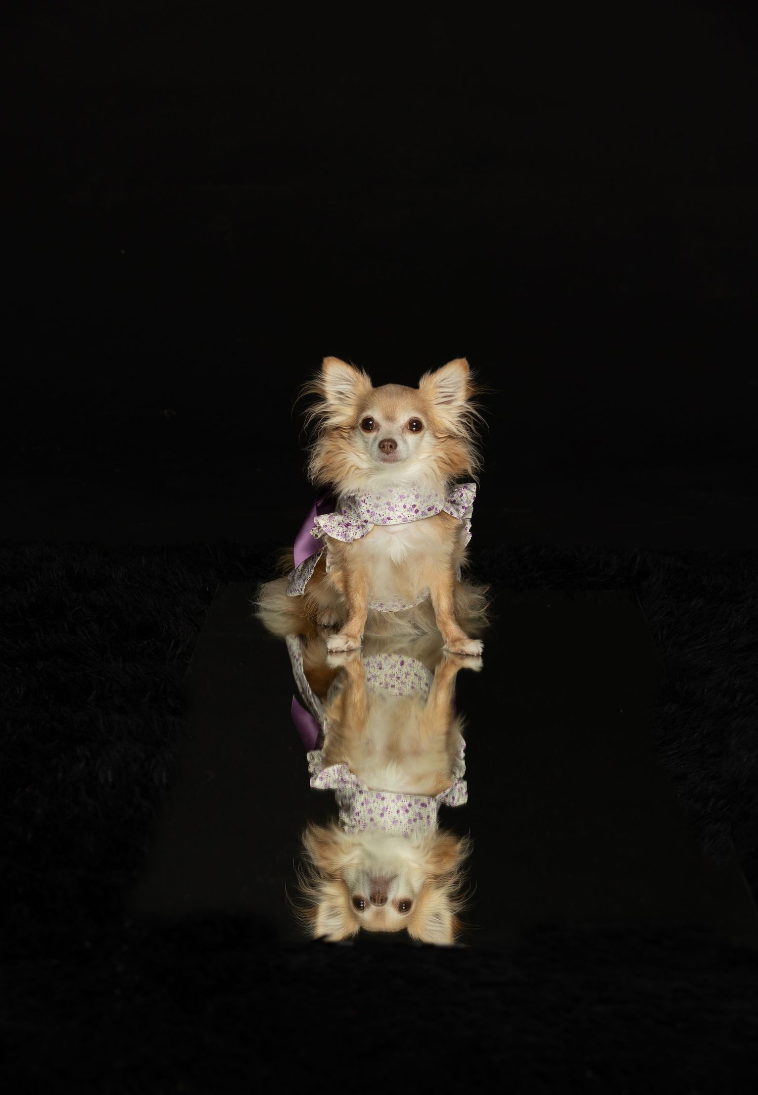 Long-haired Chihuahua wearing sparkly accessories reflected in mirror against black background.