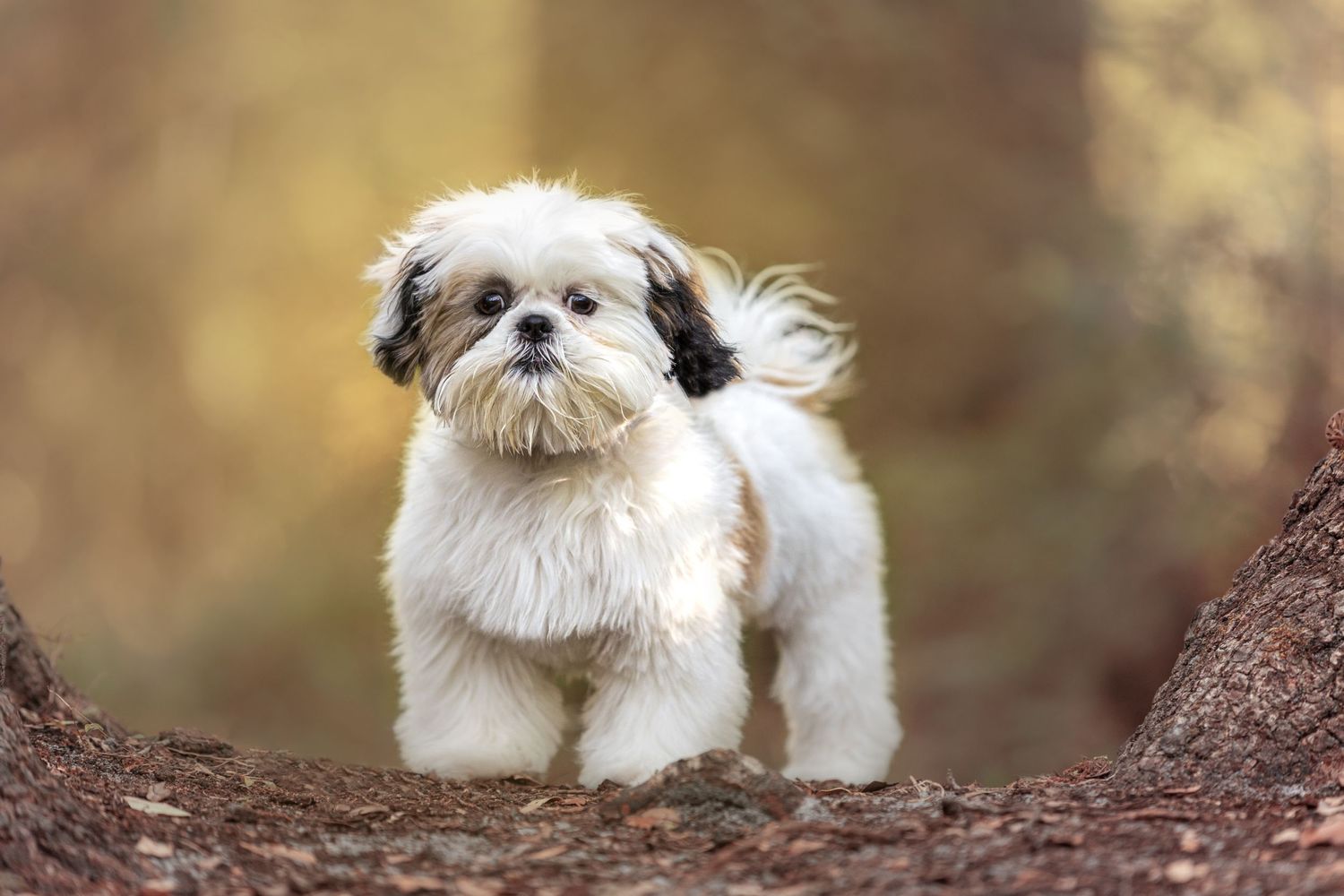 Fluffy white Shih Tzu puppy standing on forest trail.