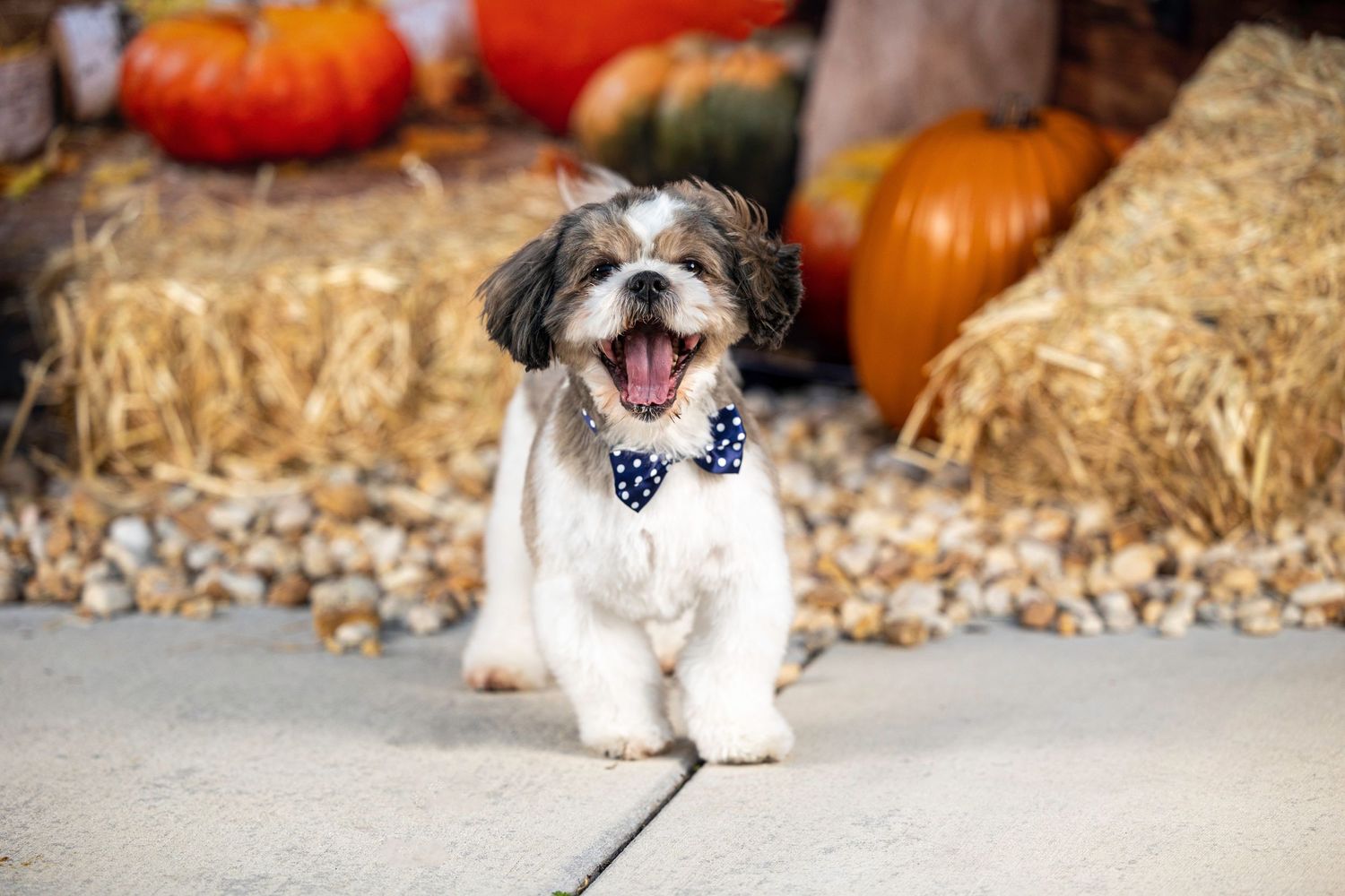 Happy dog with bow tie sitting by pumpkins and hay bales in autumn setting.