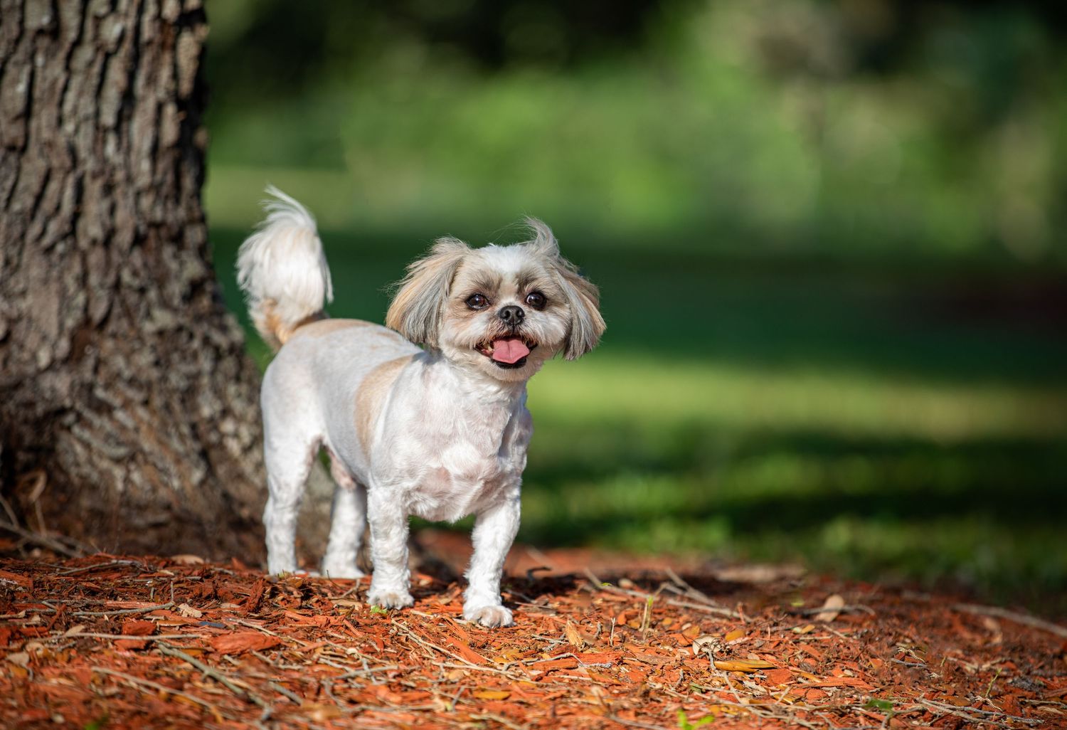 Small white dog with fluffy tail standing on pine needle covered ground near a tree.