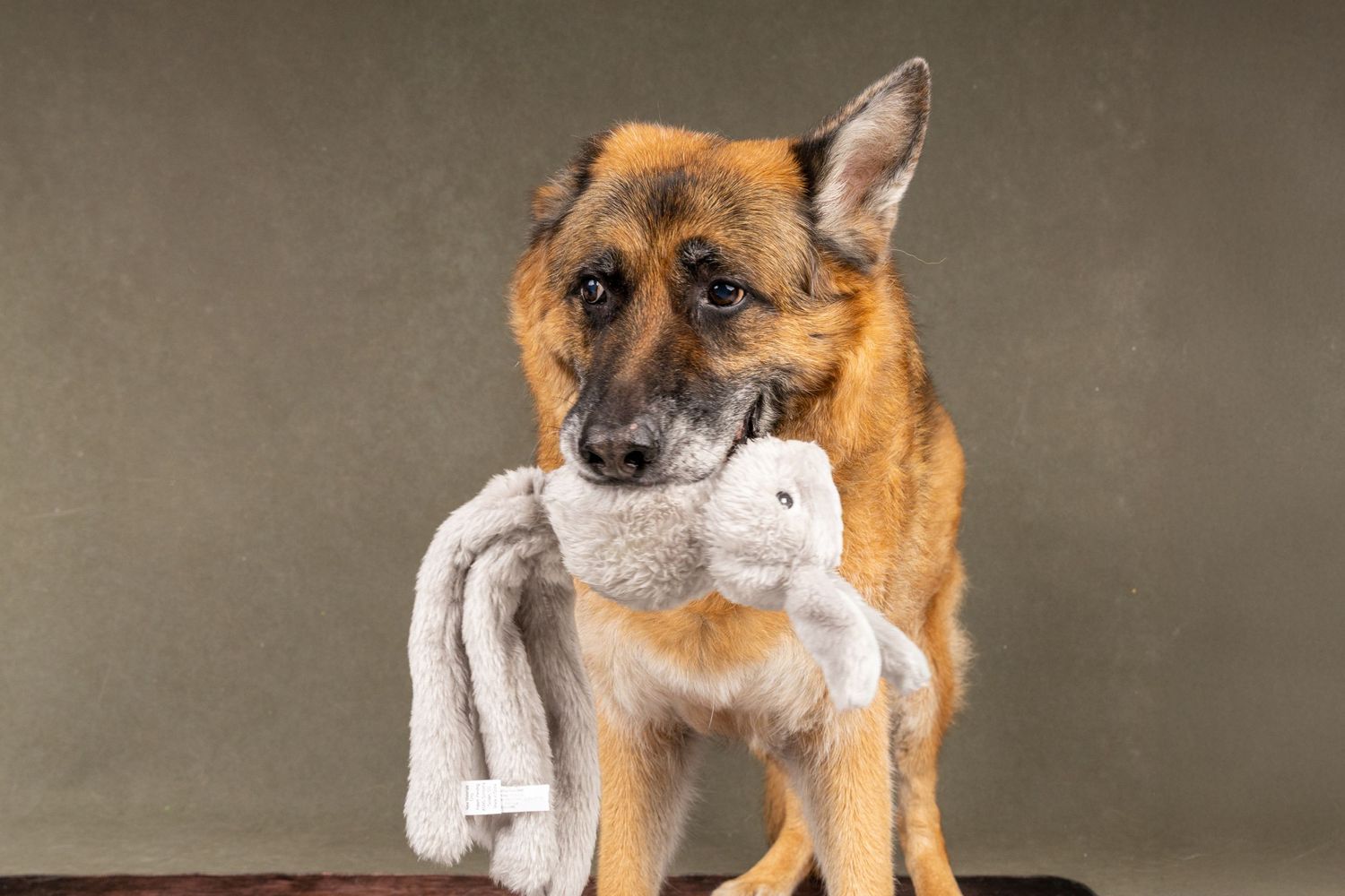 German Shepherd holding plush toy in mouth during professional photo shoot.