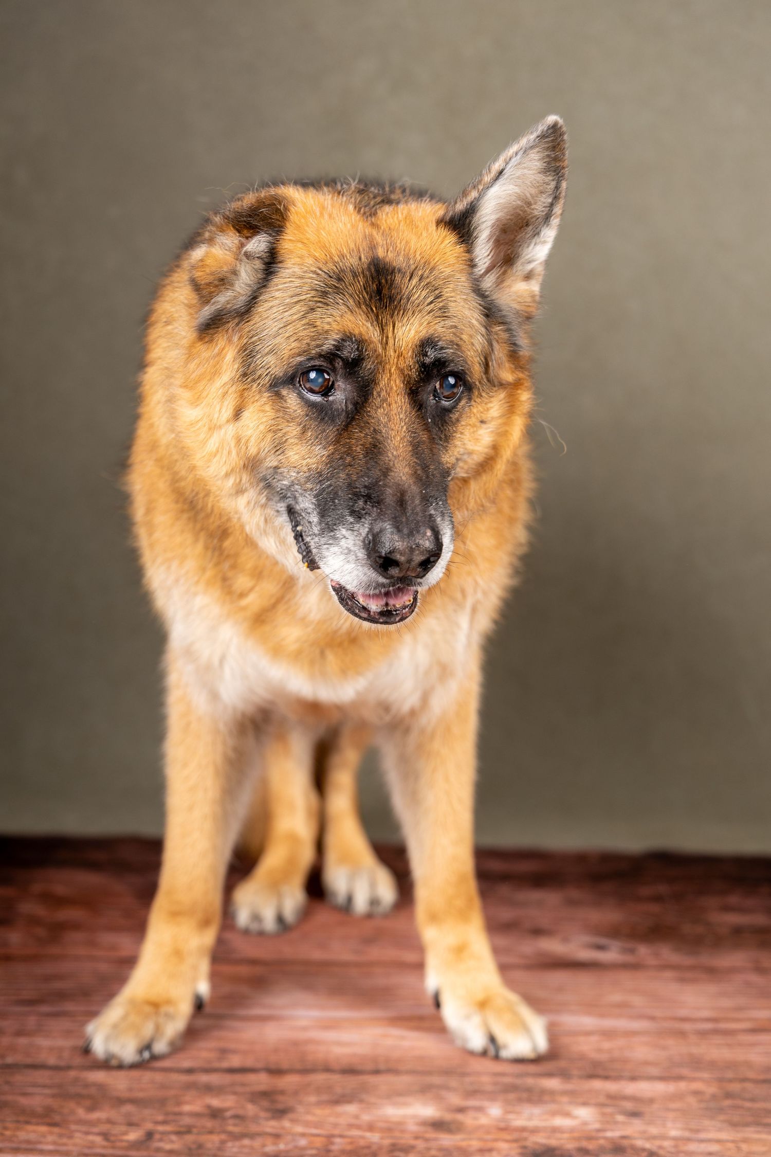 Professional studio portrait of German Shepherd dog against neutral background.