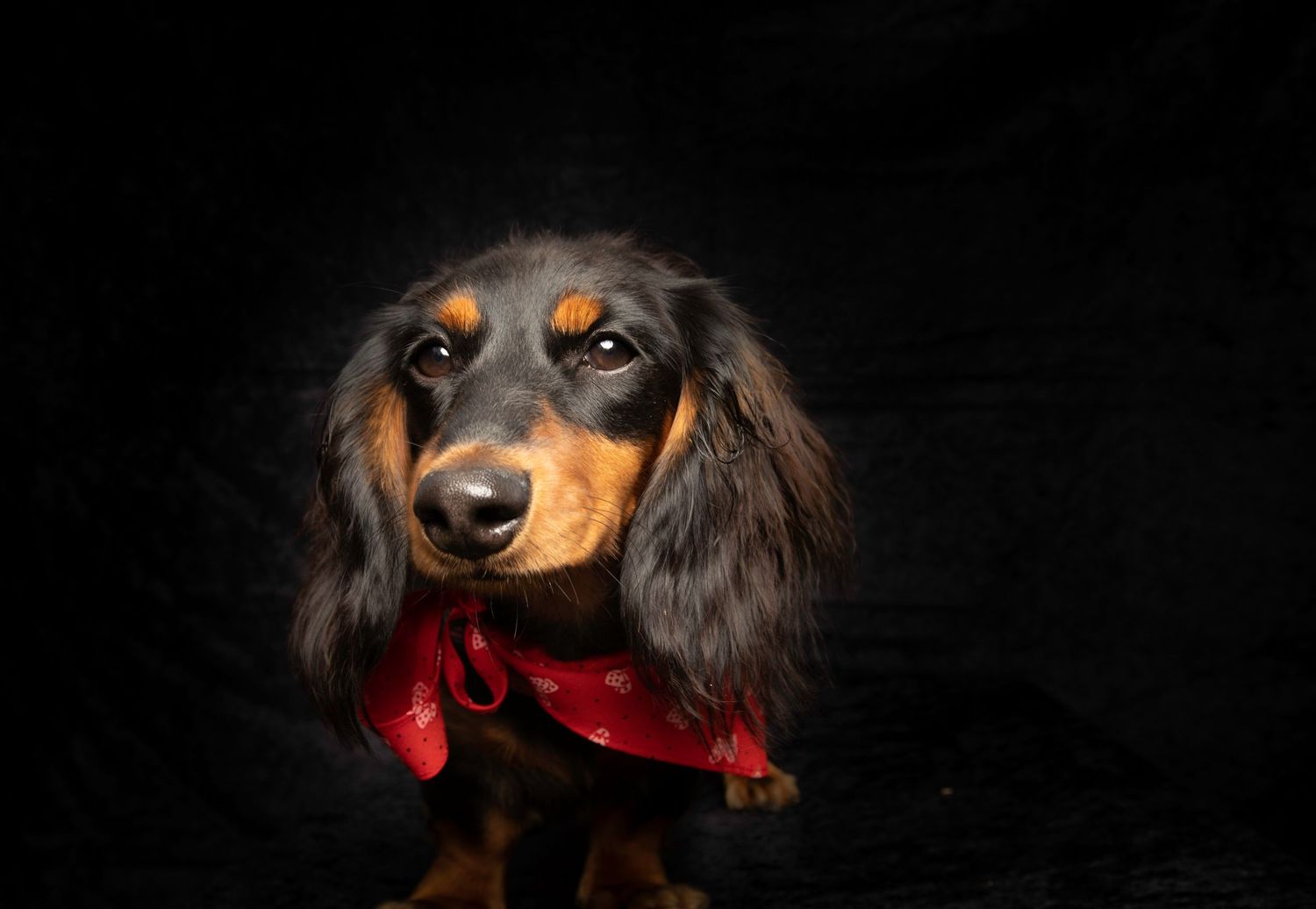 Dachshund with long ears wearing red scarf against dark background.