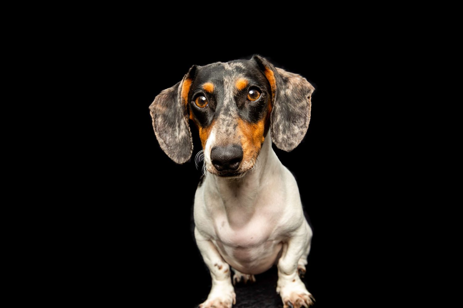Dachshund with brown and black markings on black background.