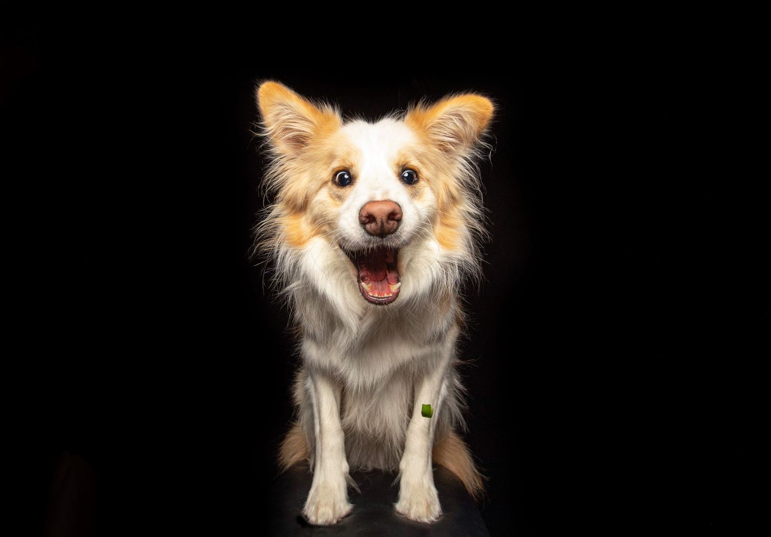 Happy Australian Shepherd dog with brown and white fur against black background.