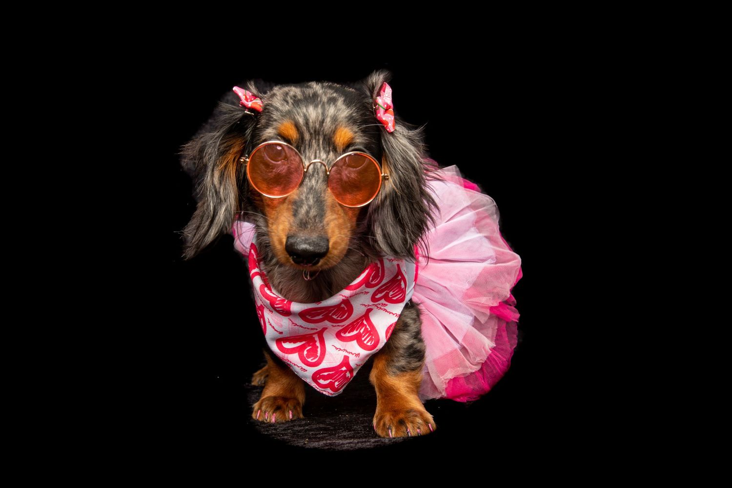 Dachshund wearing pink tutu and glasses poses on black background.