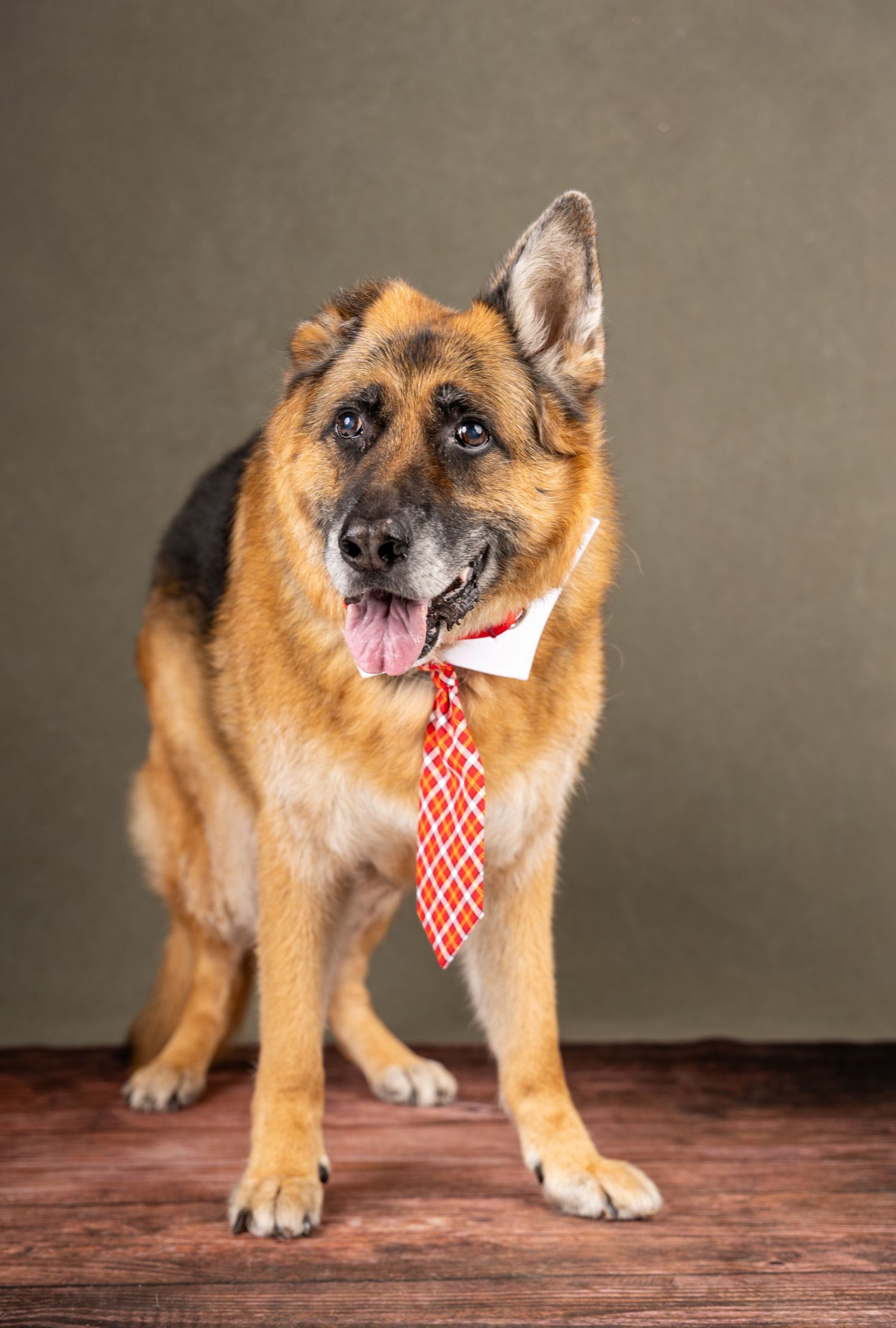 German Shepherd dog wearing red tie and white collar in studio portrait.
