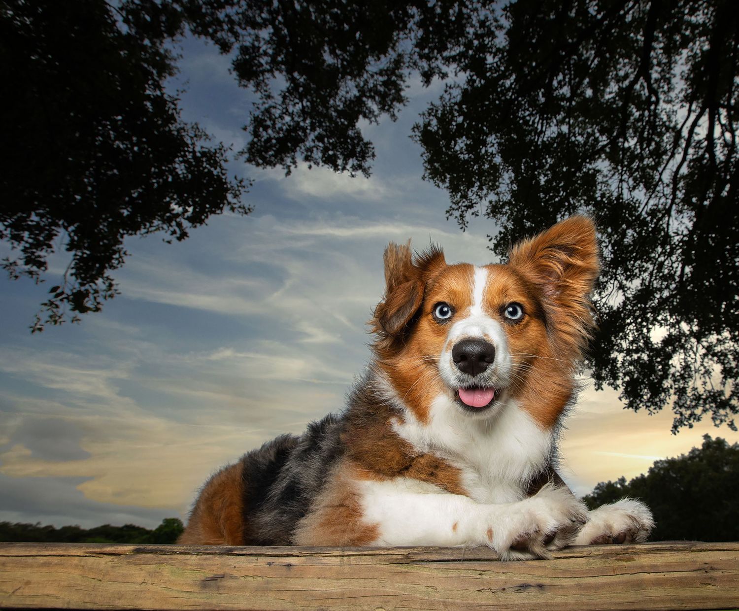 A happy Australian Shepherd dog lying on a wooden surface against a dramatic sunset sky.