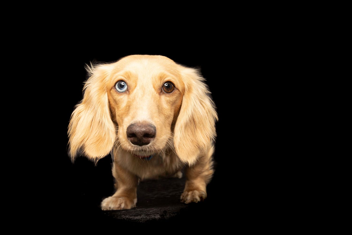 Long-haired dachshund with golden fur photographed against black background.