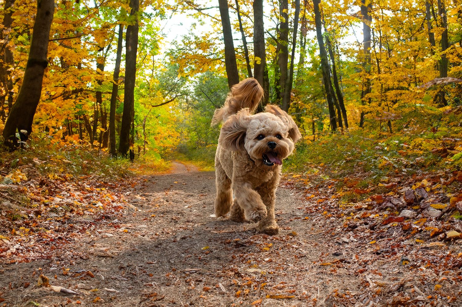 Fluffy brown dog walking on autumn trail covered in fallen leaves.