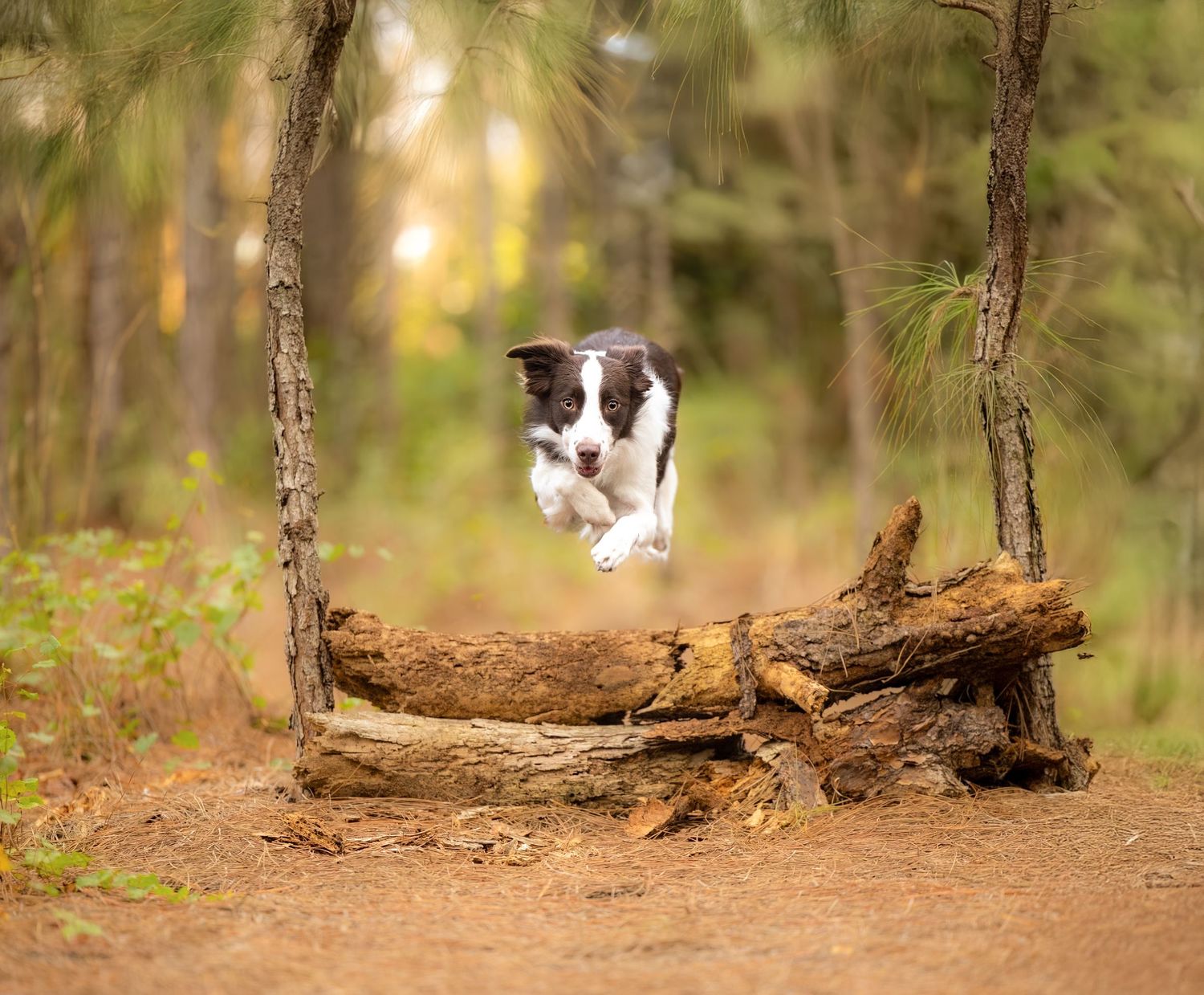 Border collie jumping over fallen log in sunlit forest setting.