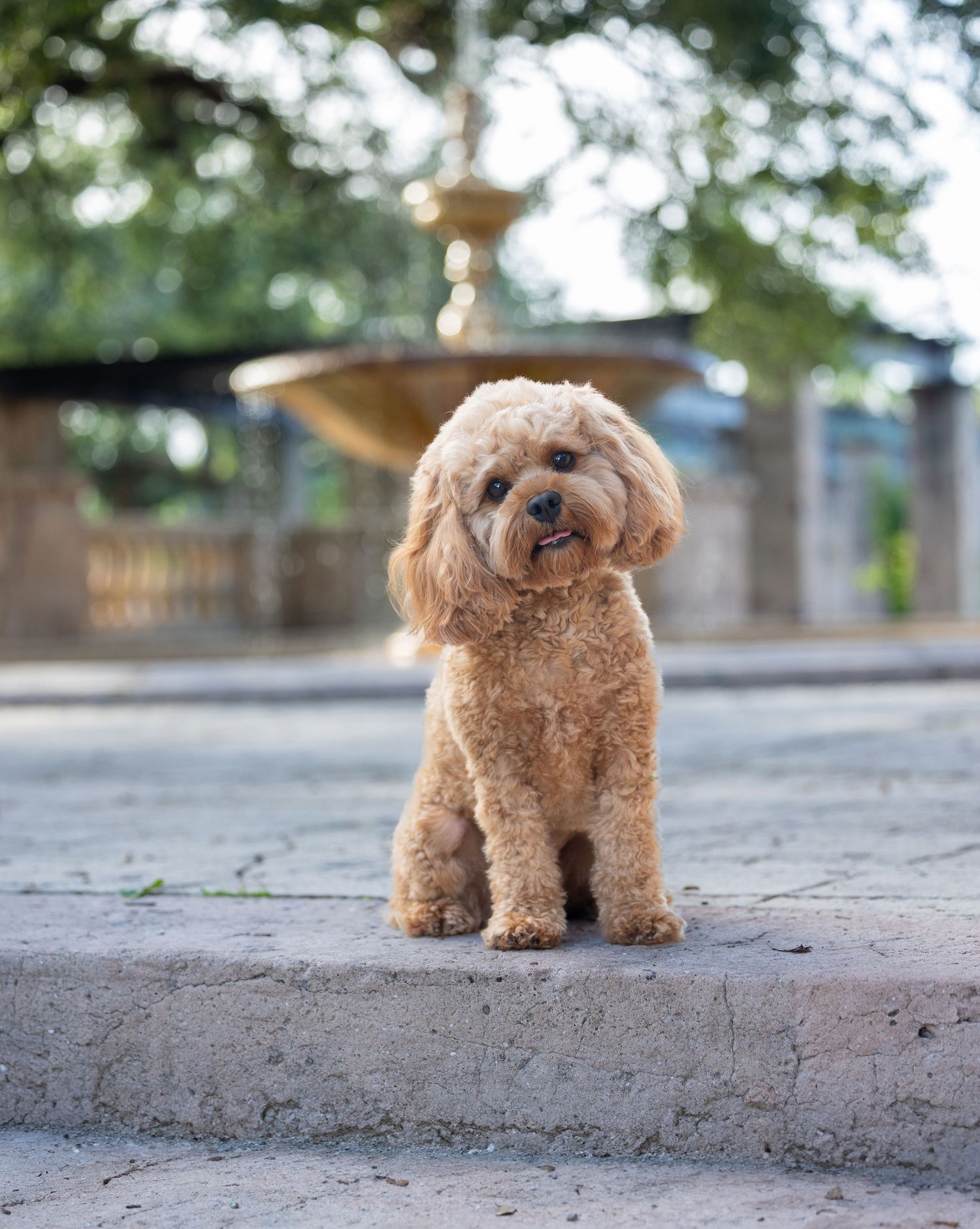 Perfectly groomed goldendoodle sitting outdoors with fountain in background.