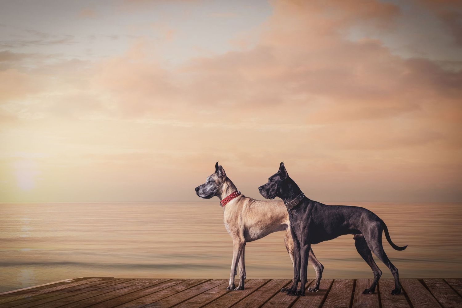 Two elegant Great Danes silhouetted against dramatic sunset sky on sandy beach.