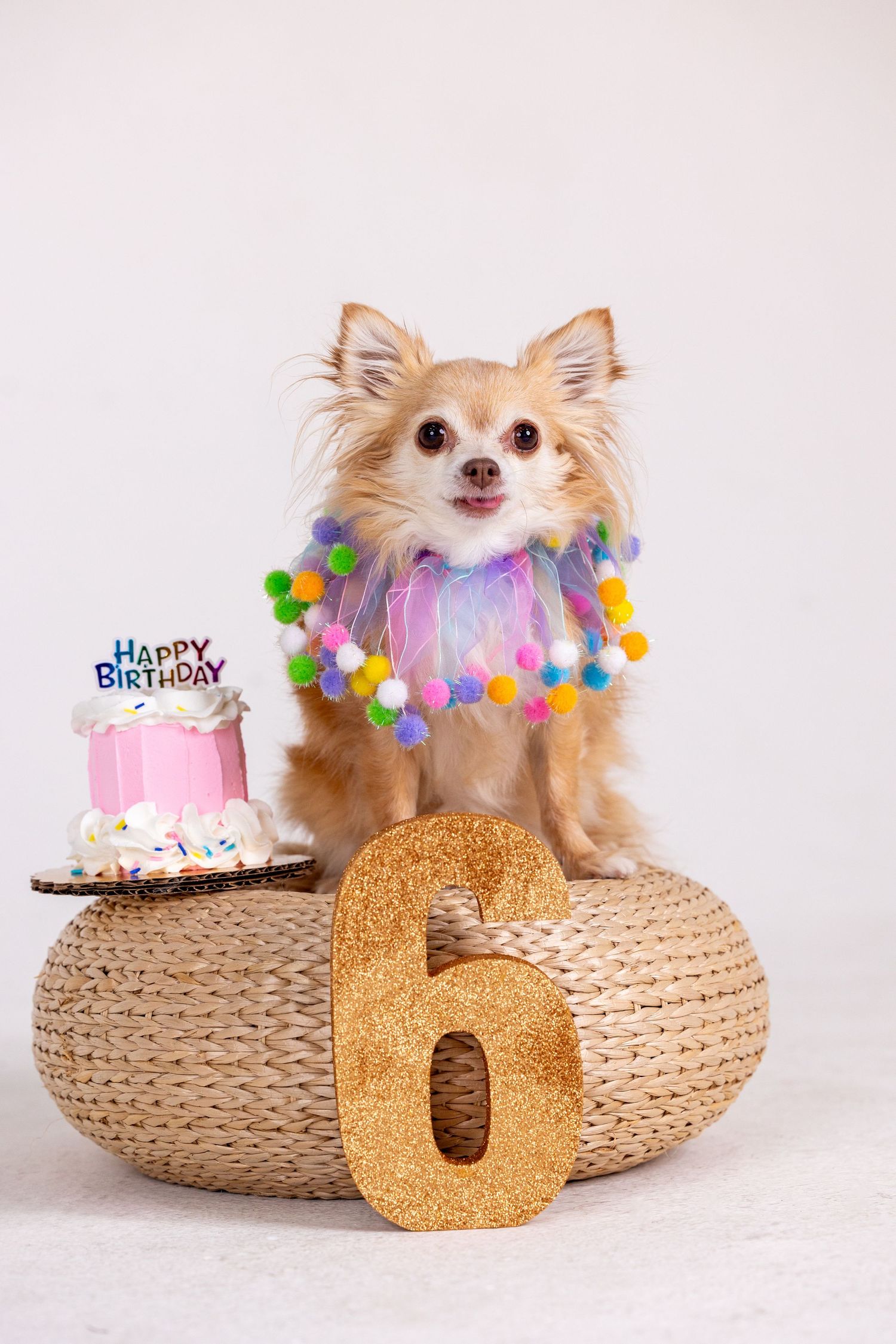 Long-haired Chihuahua wearing colorful pom pom collar sits by pink birthday cake and gold number 6.