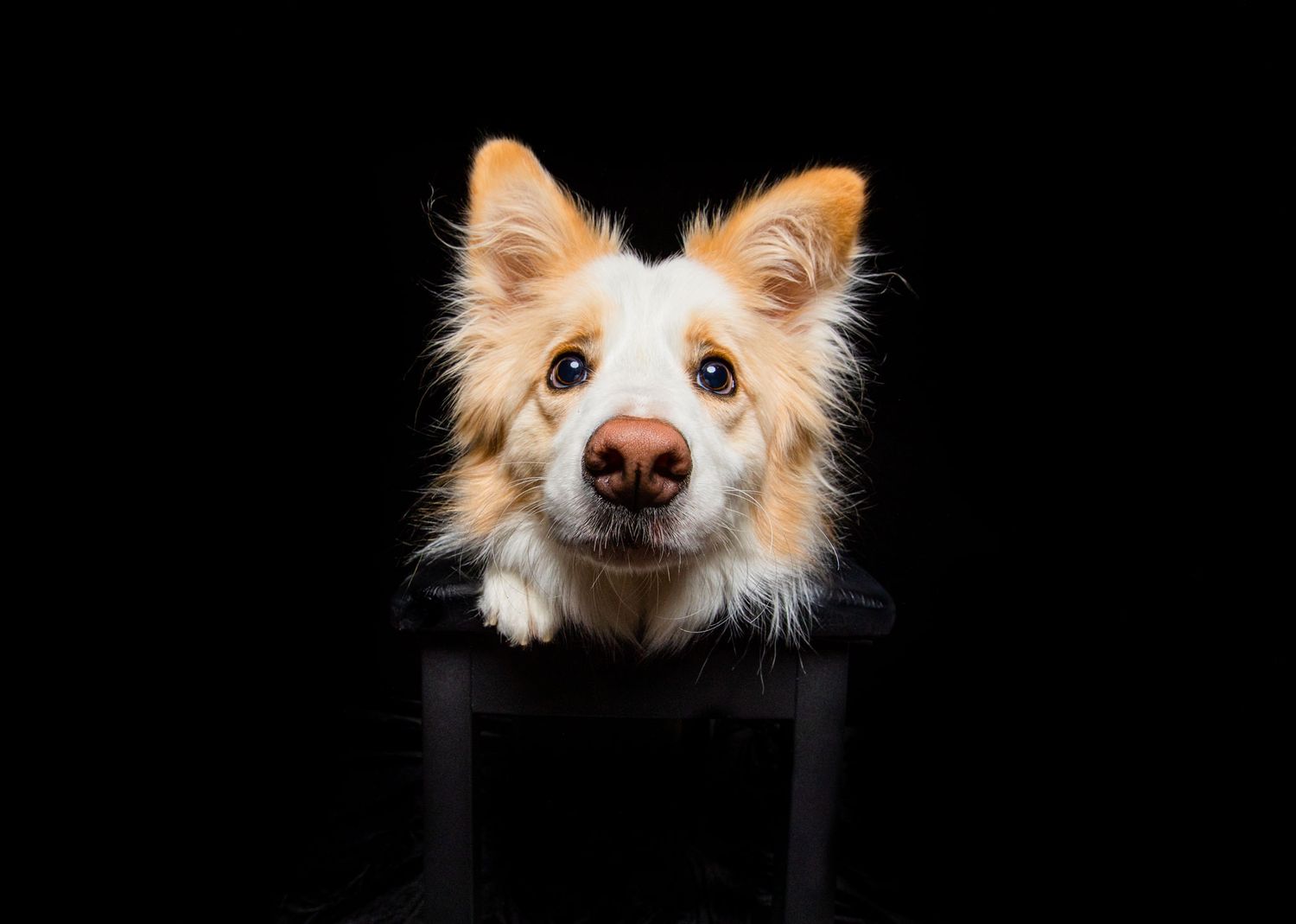 Portrait of a cream and orange border collie against a black background.