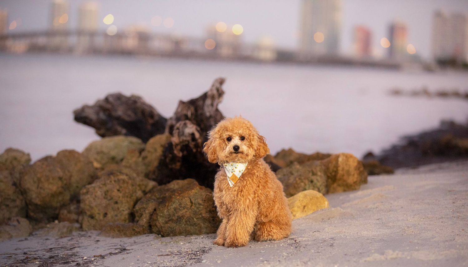 Golden-colored cocker spaniel sitting on rocky coastal shore at dusk.