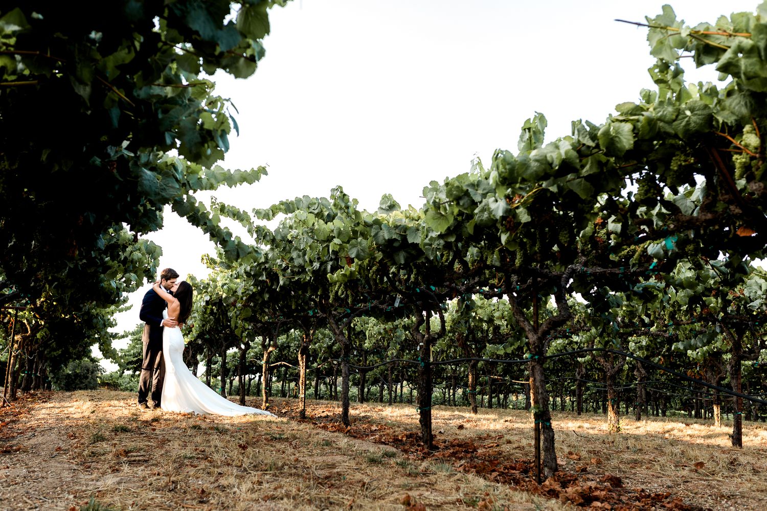 Wedding photography in a vineyard with rows of grapevines stretching into the distance.
