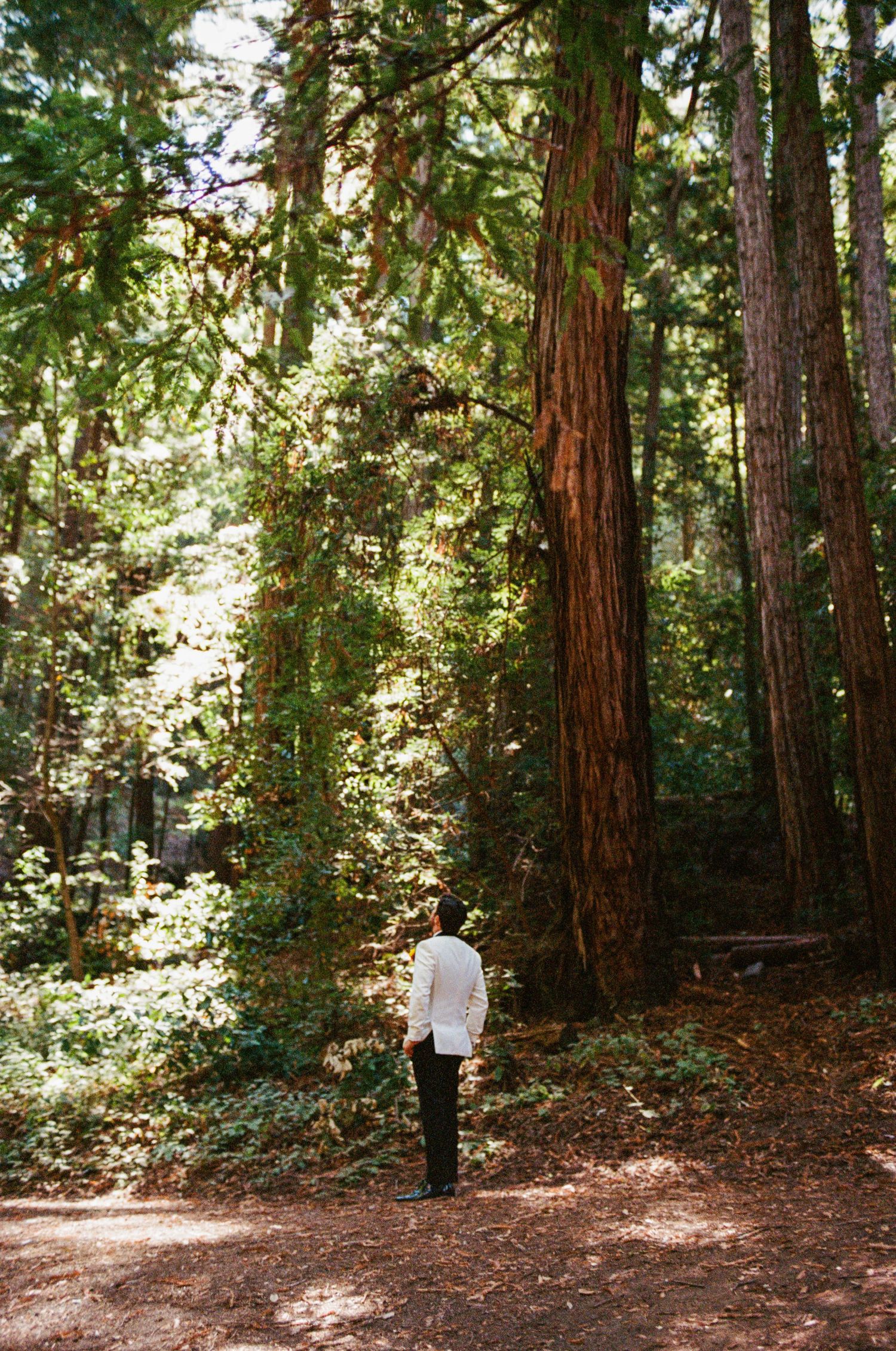 Serene redwood forest path with towering trees and dappled sunlight filtering through the canopy.