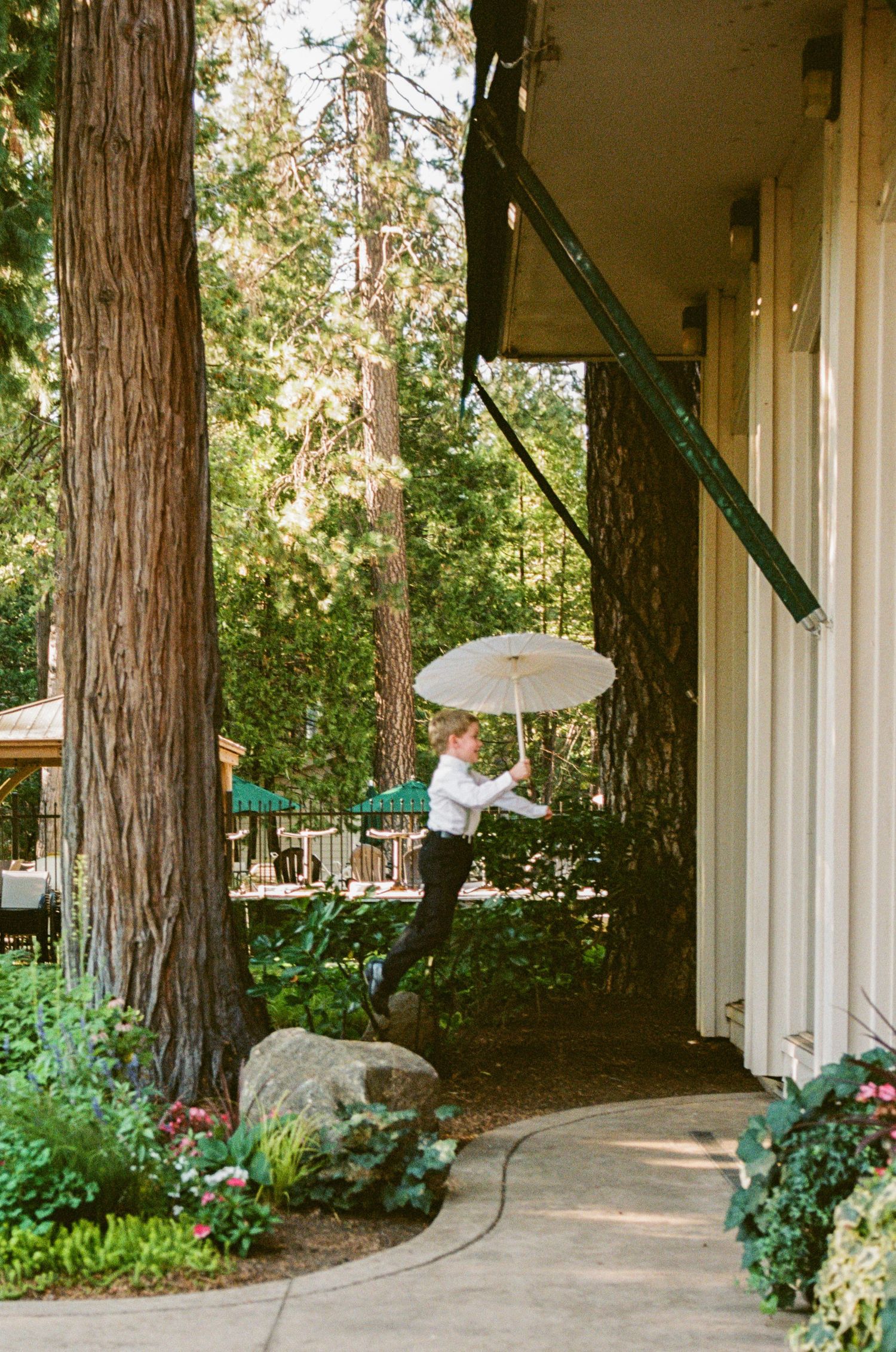 Serene walkway surrounded by tall redwood trees and garden landscaping.