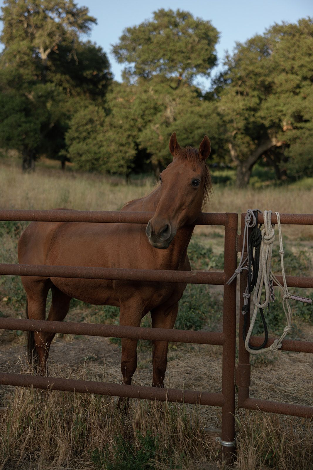 Brown horse standing by wooden fence with riding equipment in a rural pasture setting at sunset.