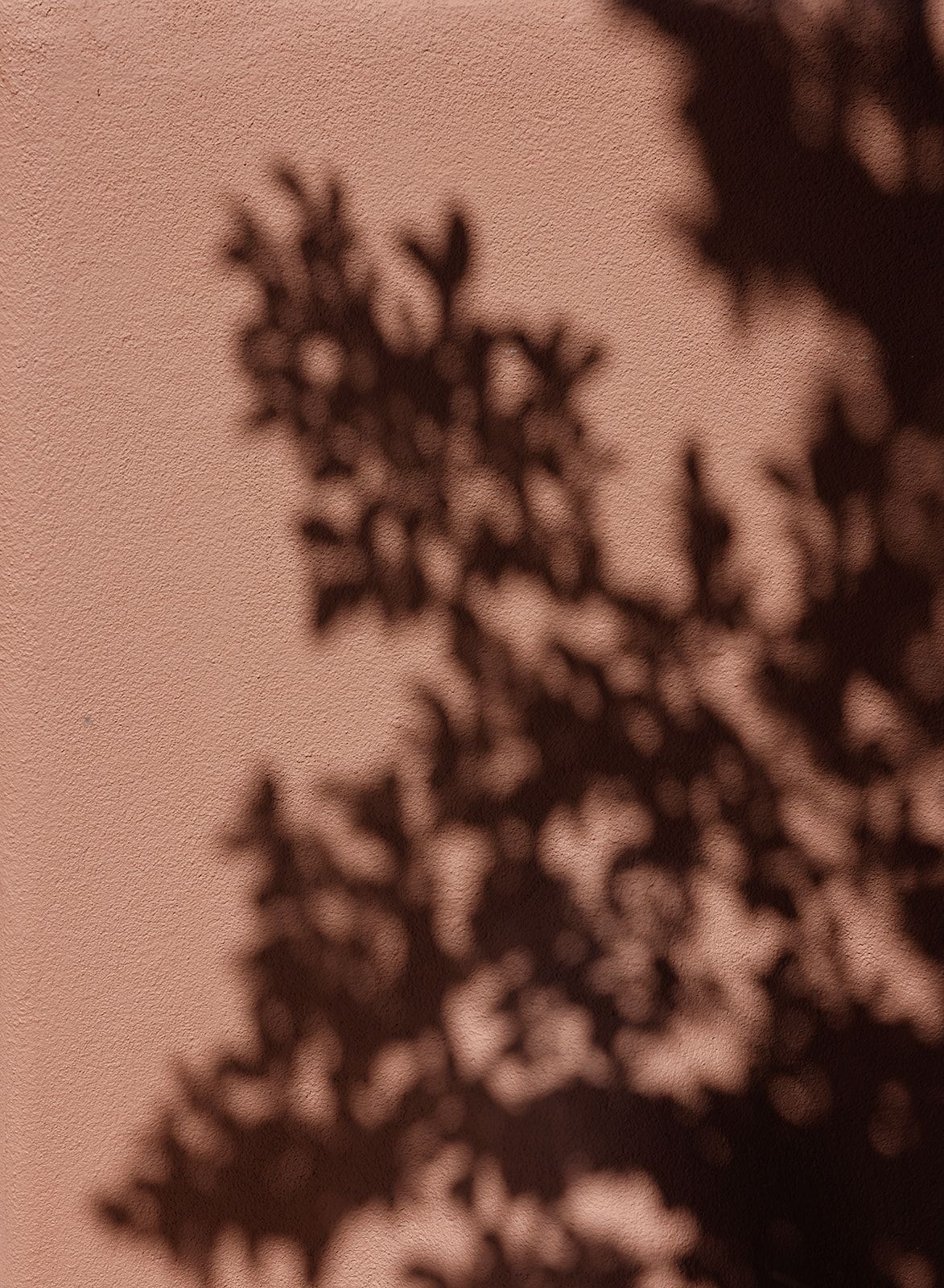 Soft shadow of tree branches cast on a peach-colored wall in delicate organic patterns.