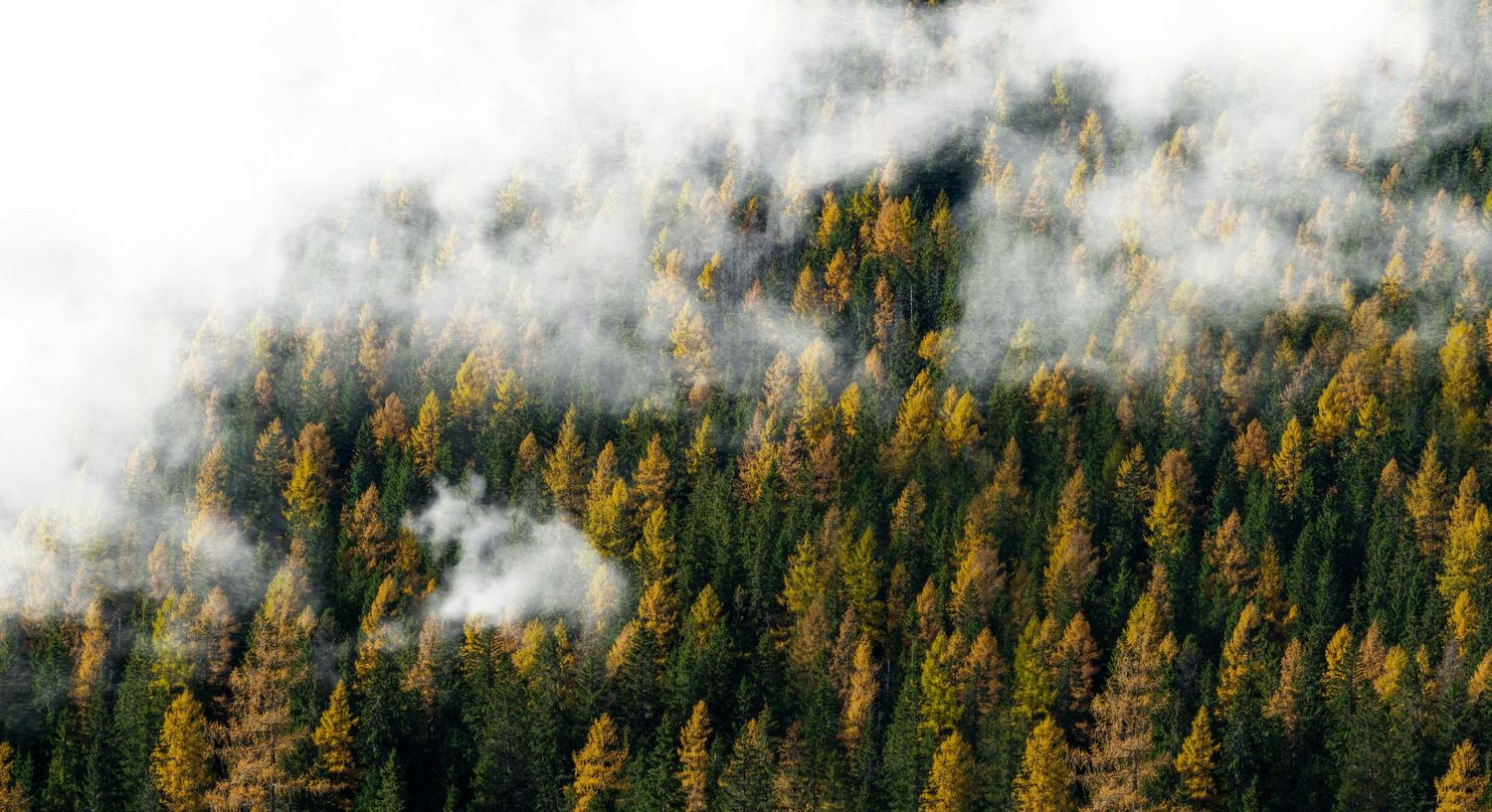 Misty forest landscape with golden autumn trees emerging through morning fog.