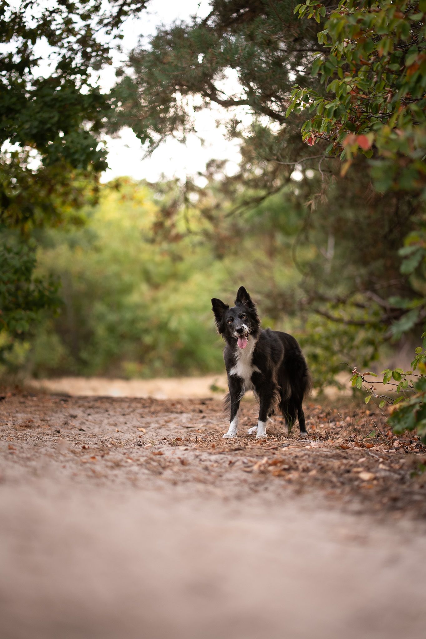 Bordercollie Zola