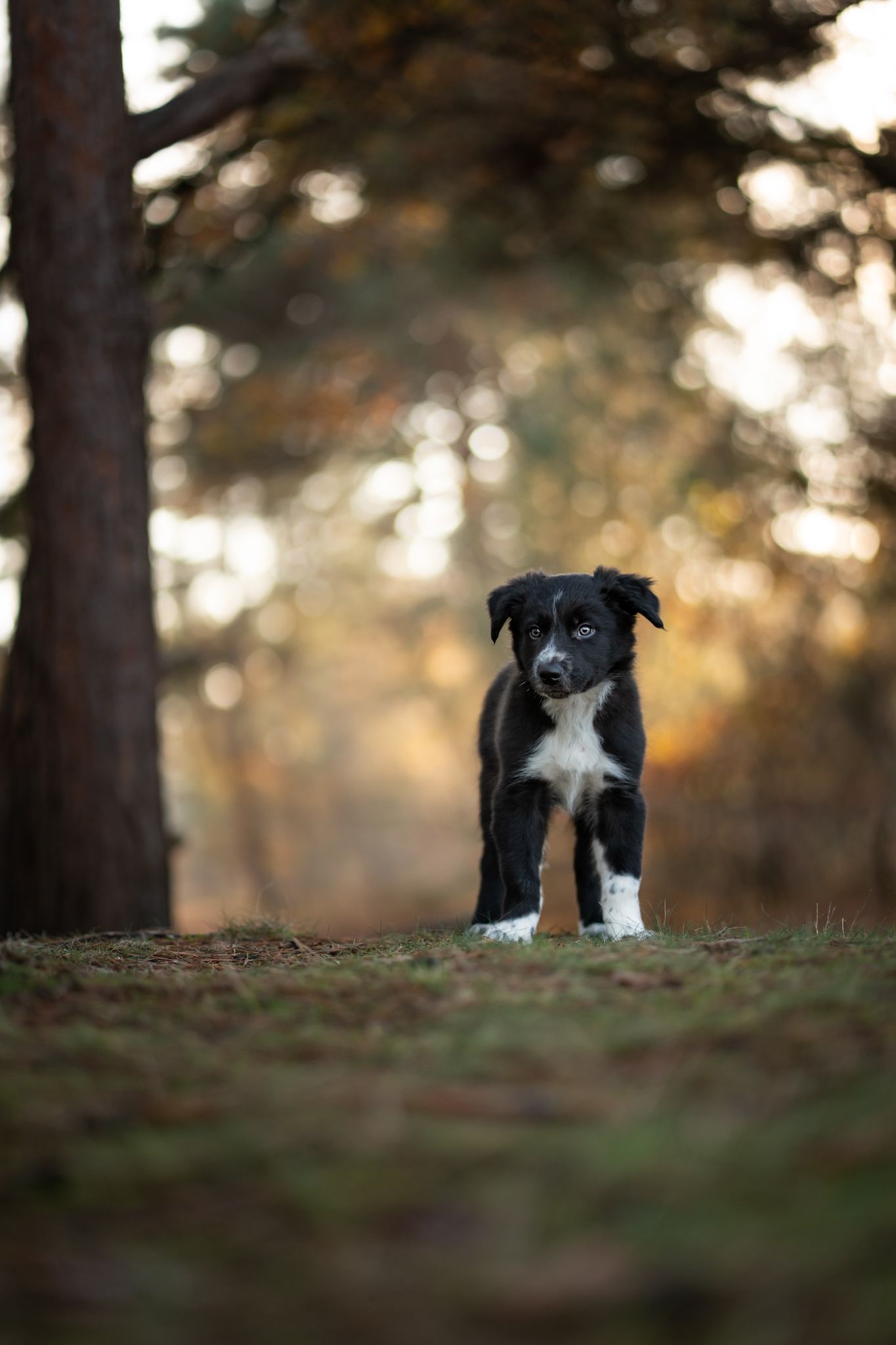 Bordercollie Djo