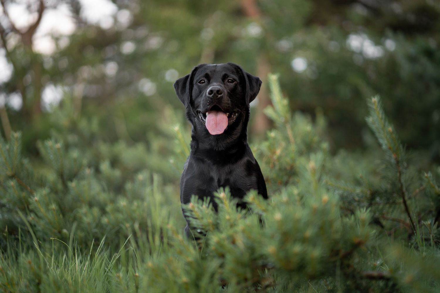 Labrador Pepper