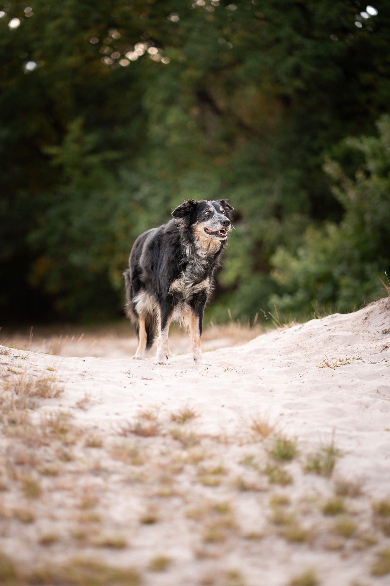Bordercollie Djolien