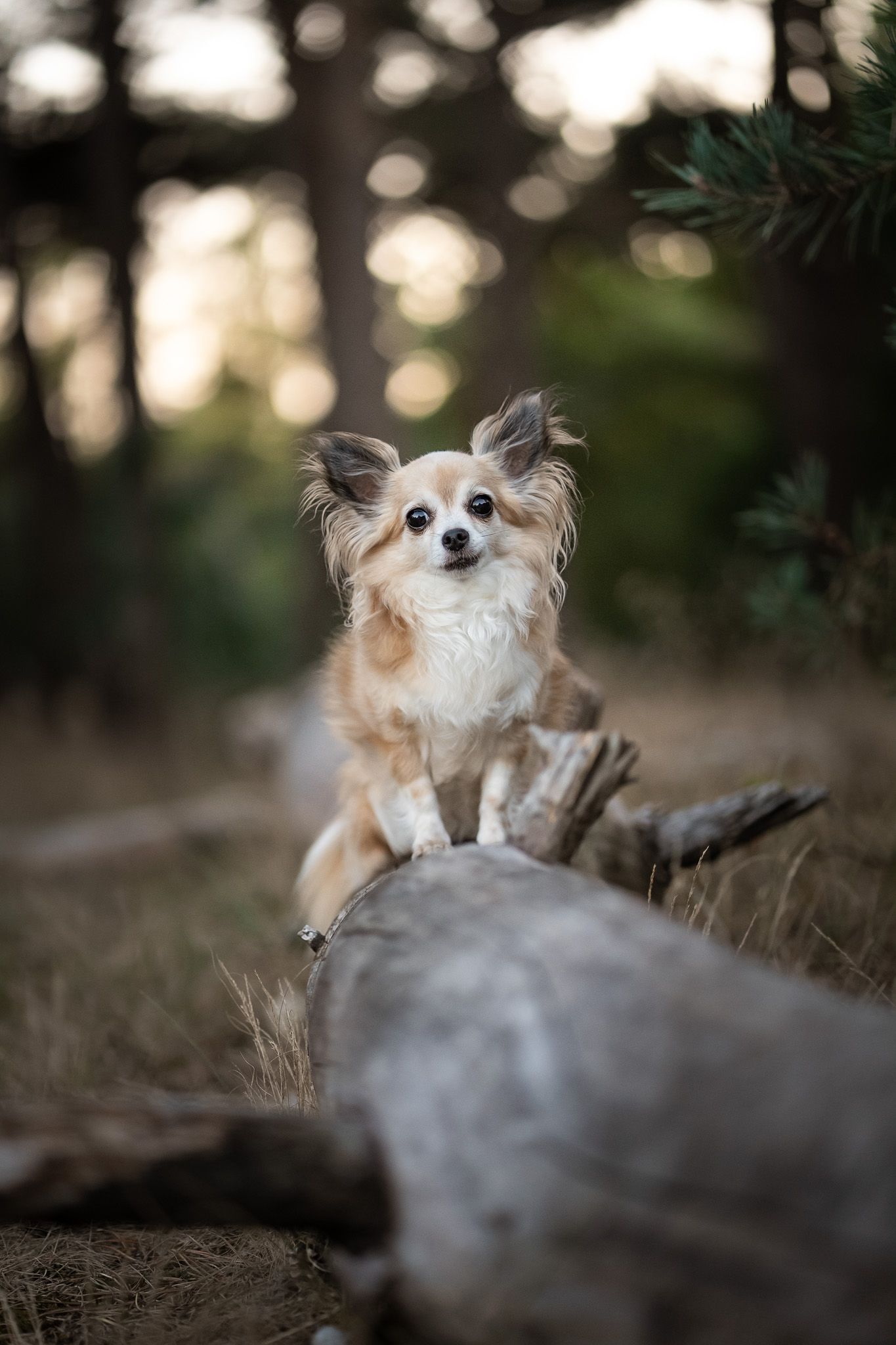 Chihuahua Fenne