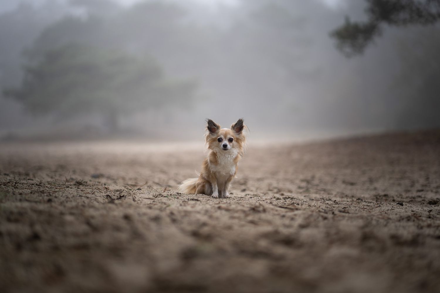 Chihuahua Fenne