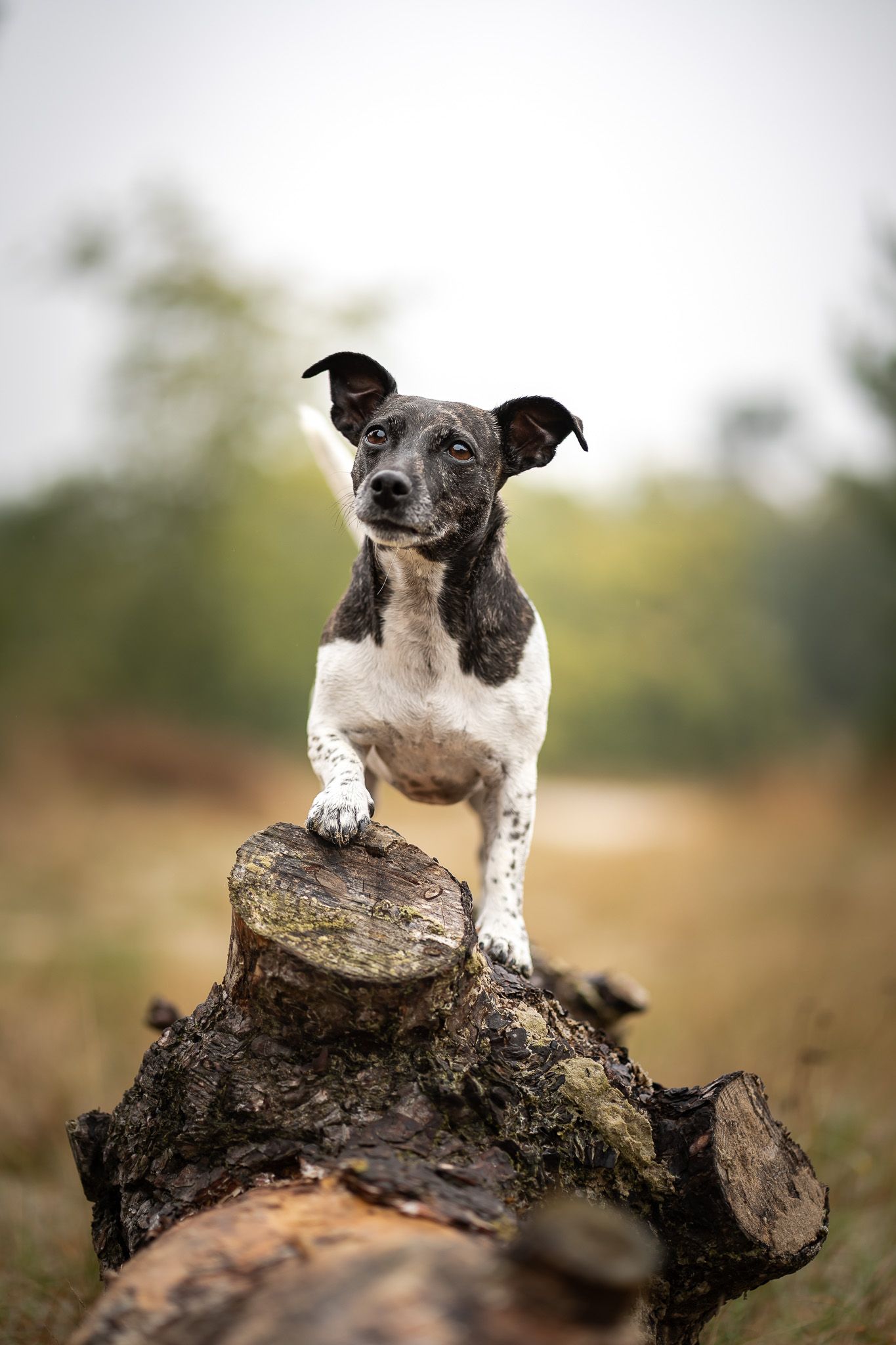 Jackrussell Guusje