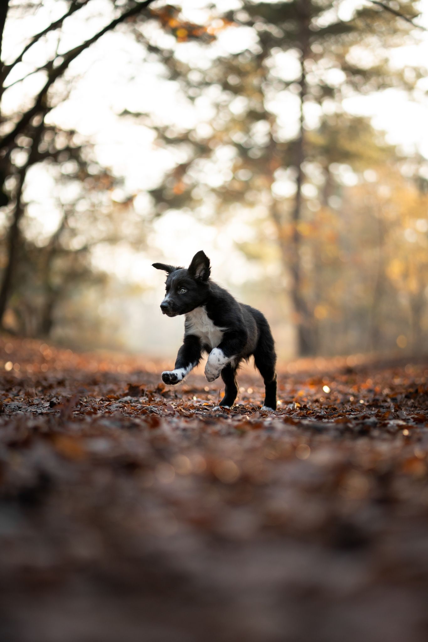 Bordercollie Djo