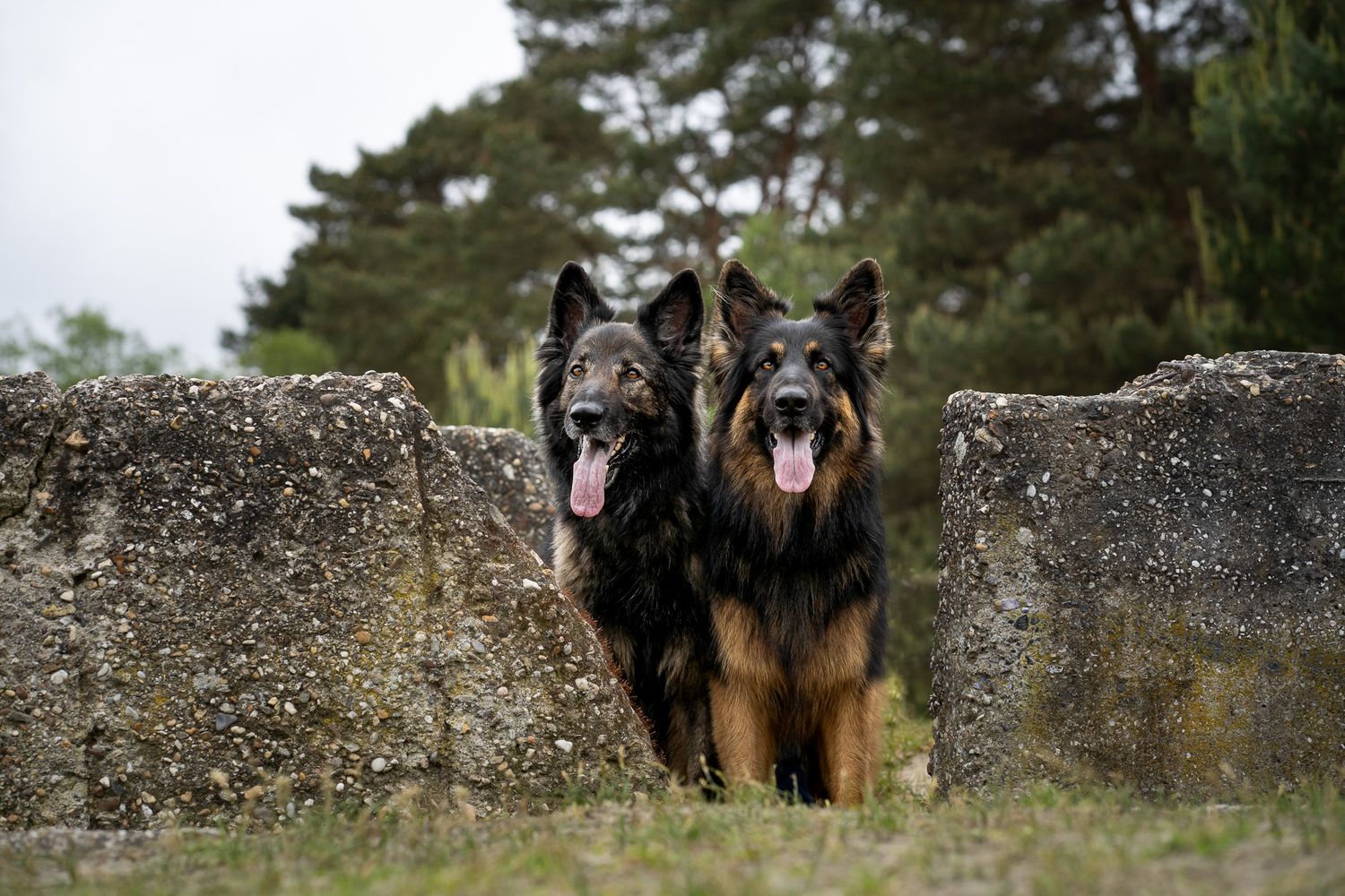 Oudduitse herders Raffie & Moki