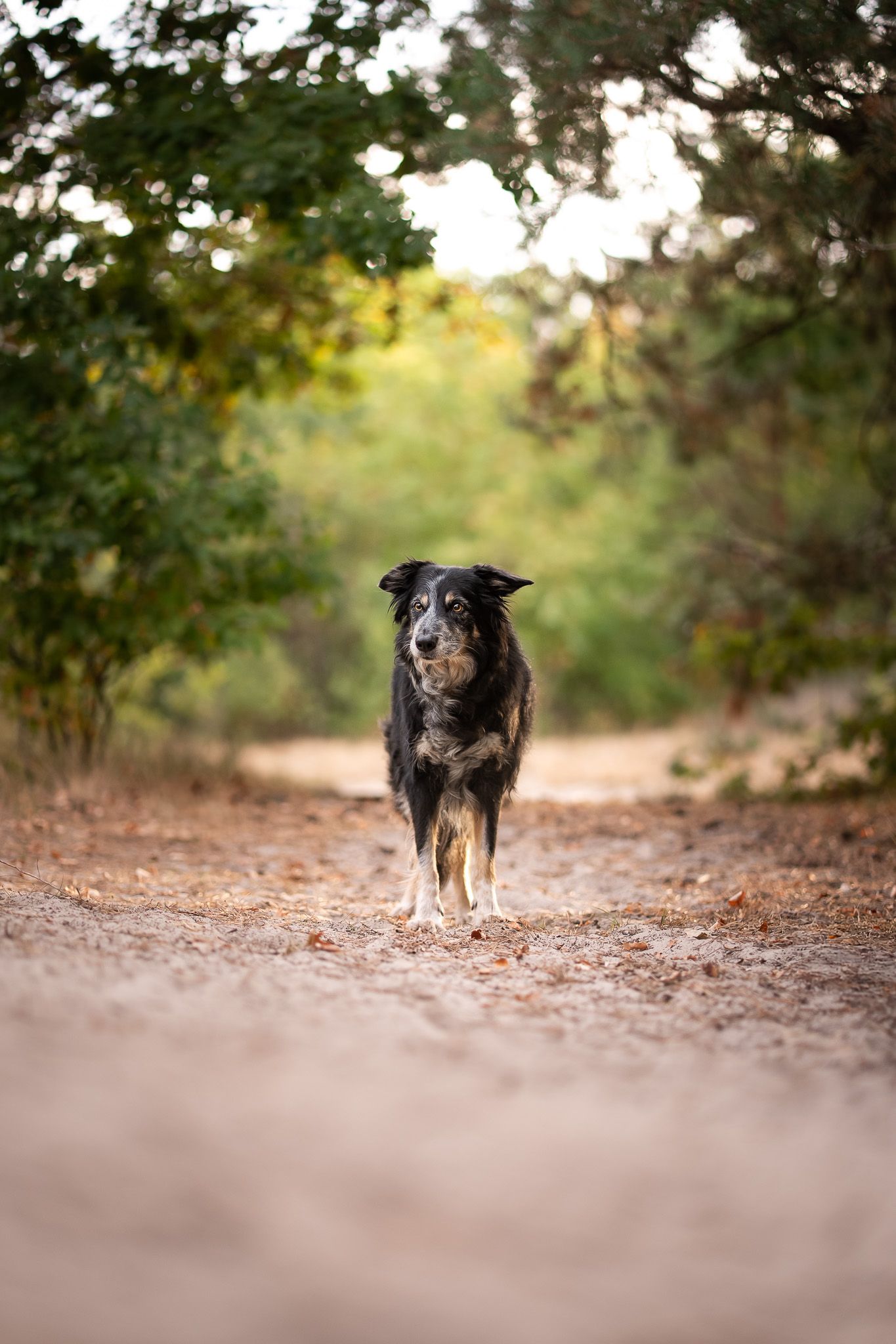Bordercollie Djolien