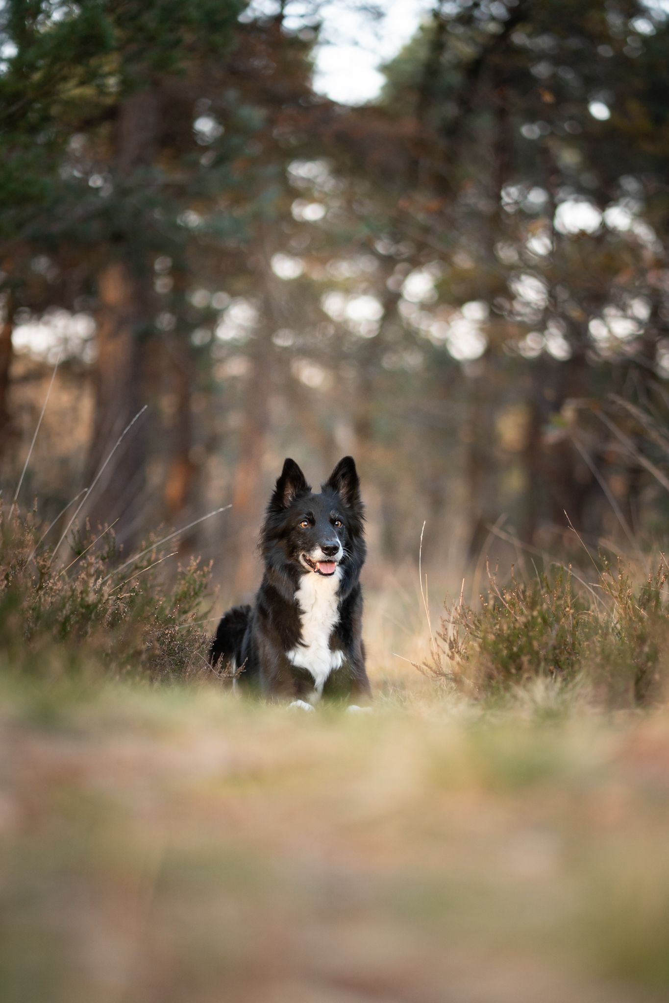Bordercollie Zola