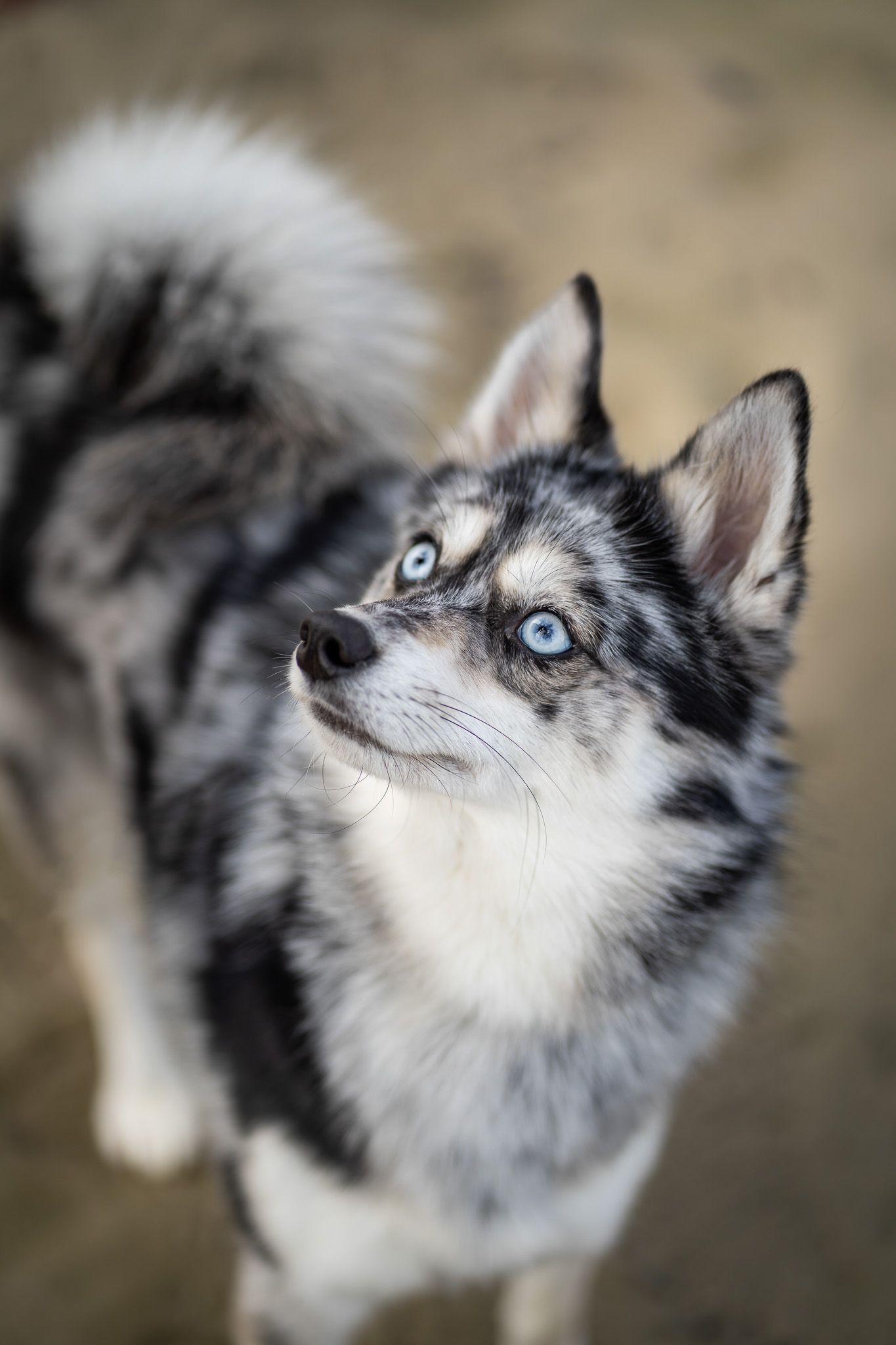 Pomsky Kane
