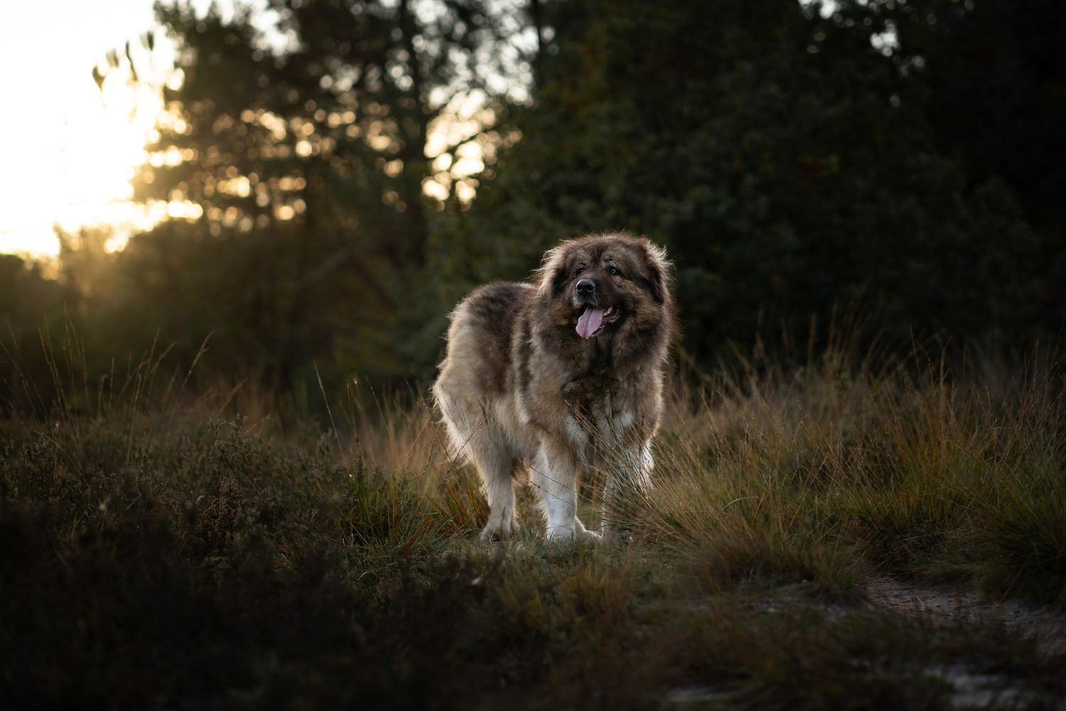Kaukasische herder Maze