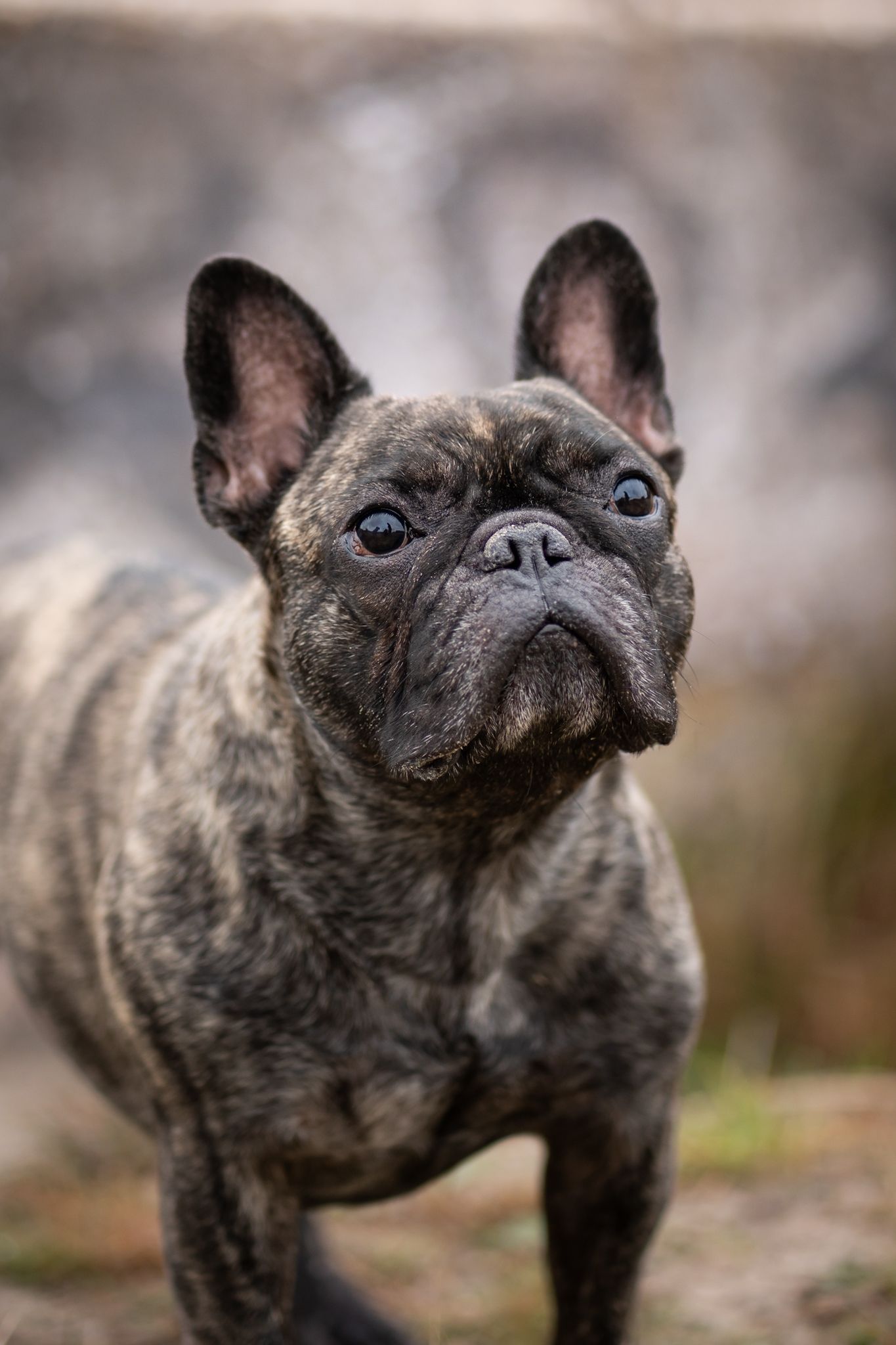 Frenchie Scott