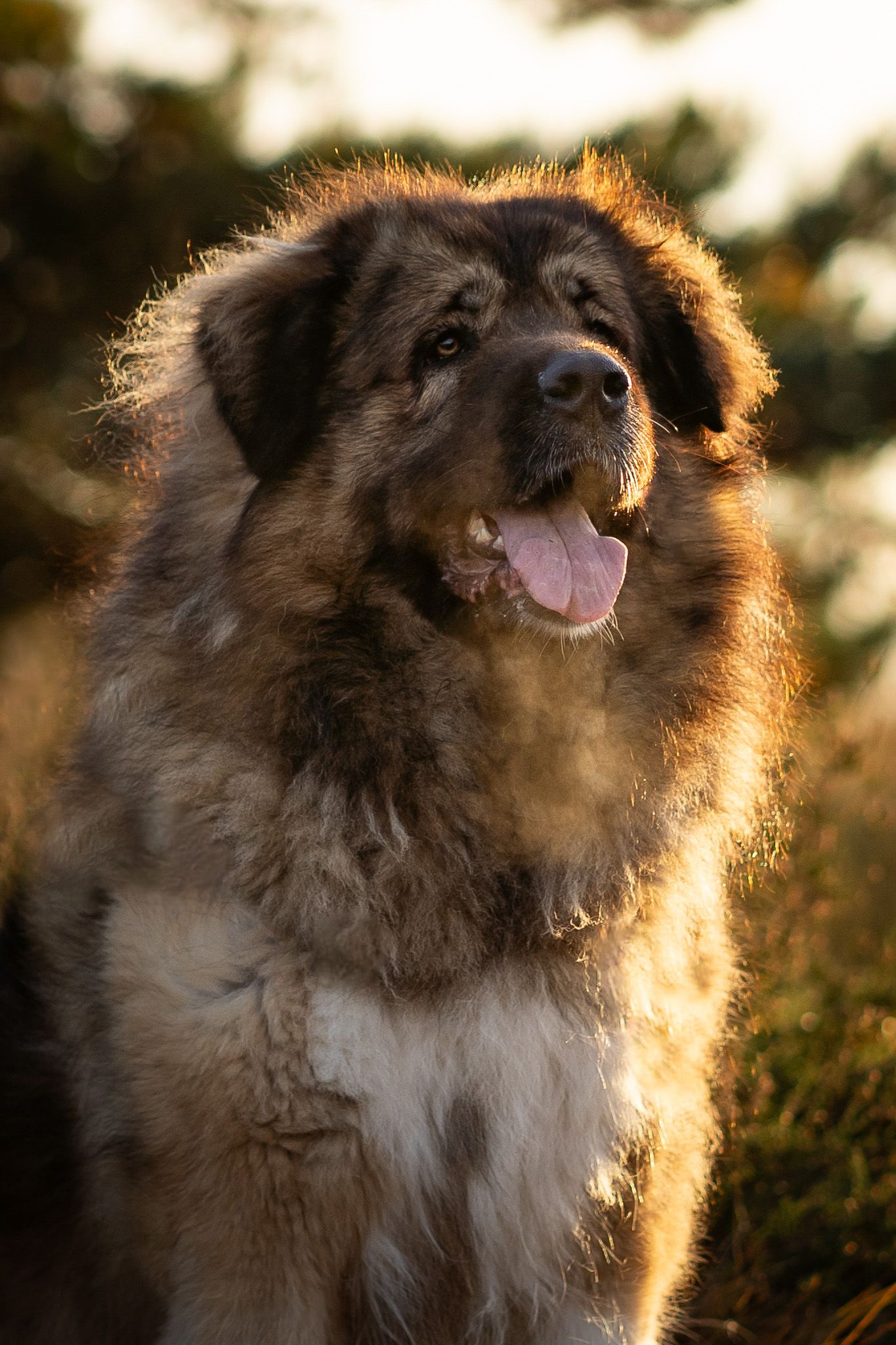 Kaukasische herder Maze