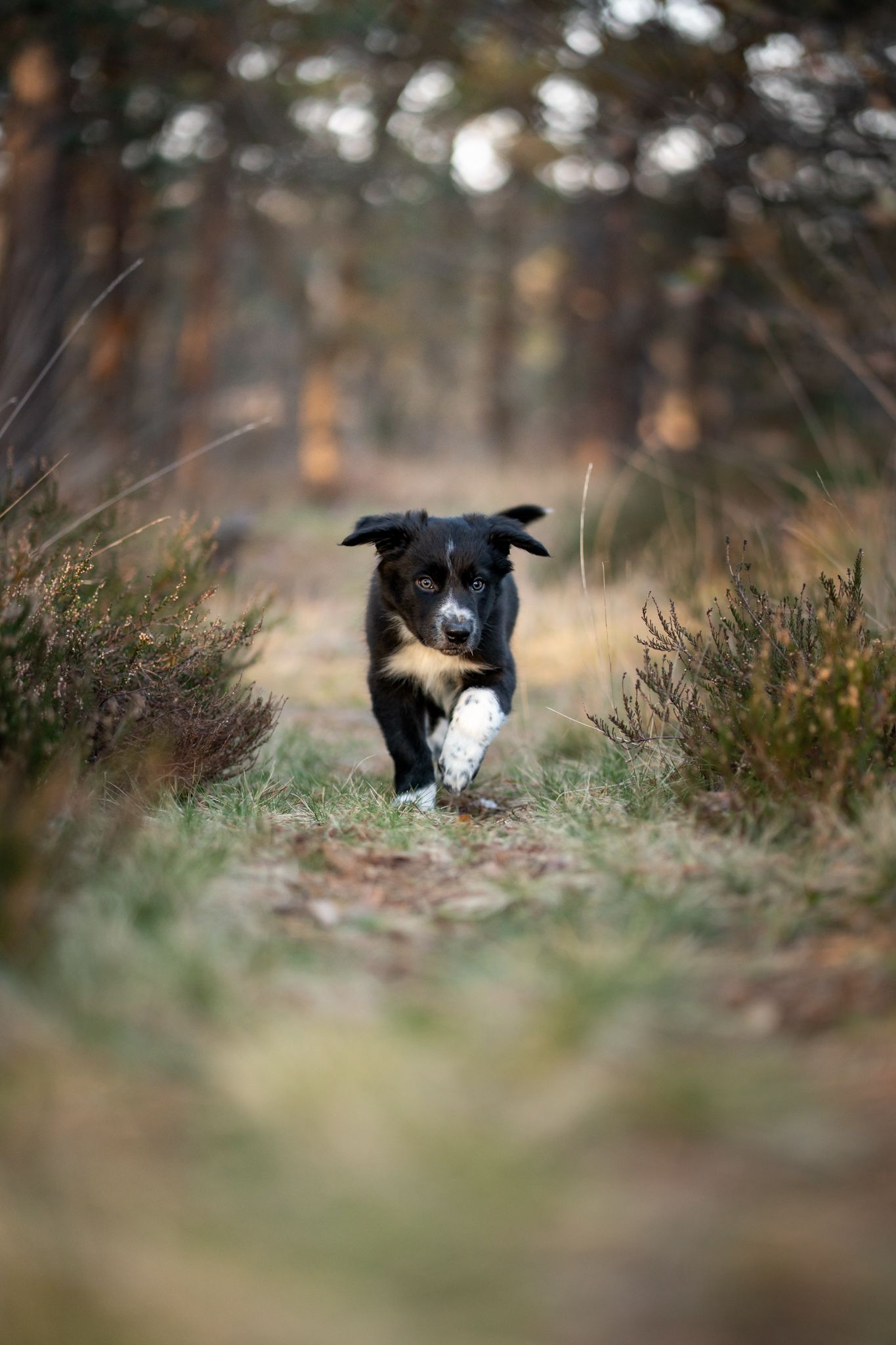 Bordercollie Djo