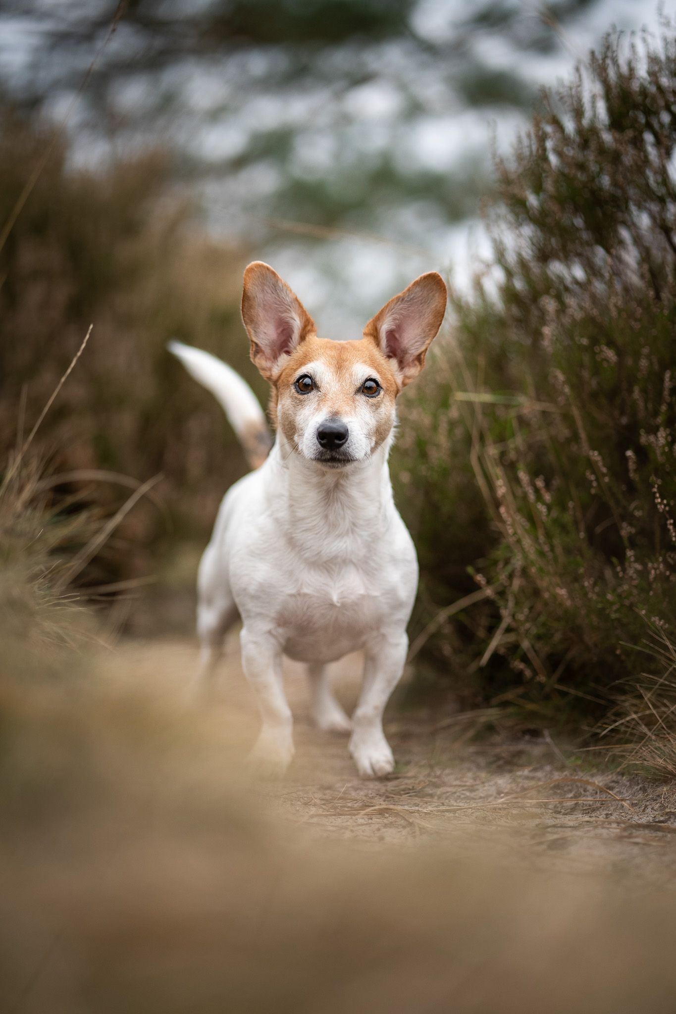 Jackrussell Joep