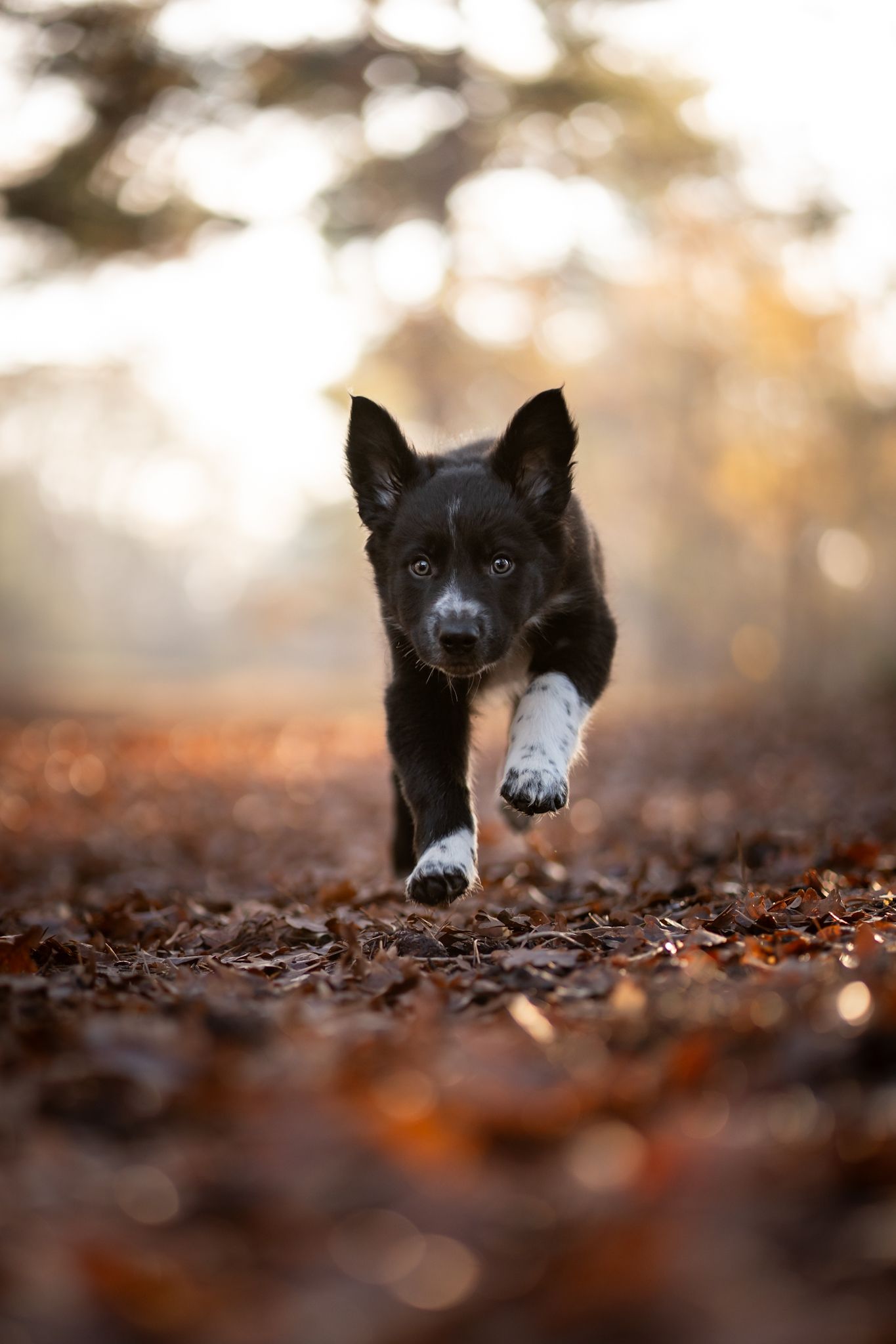 Bordercollie Djo