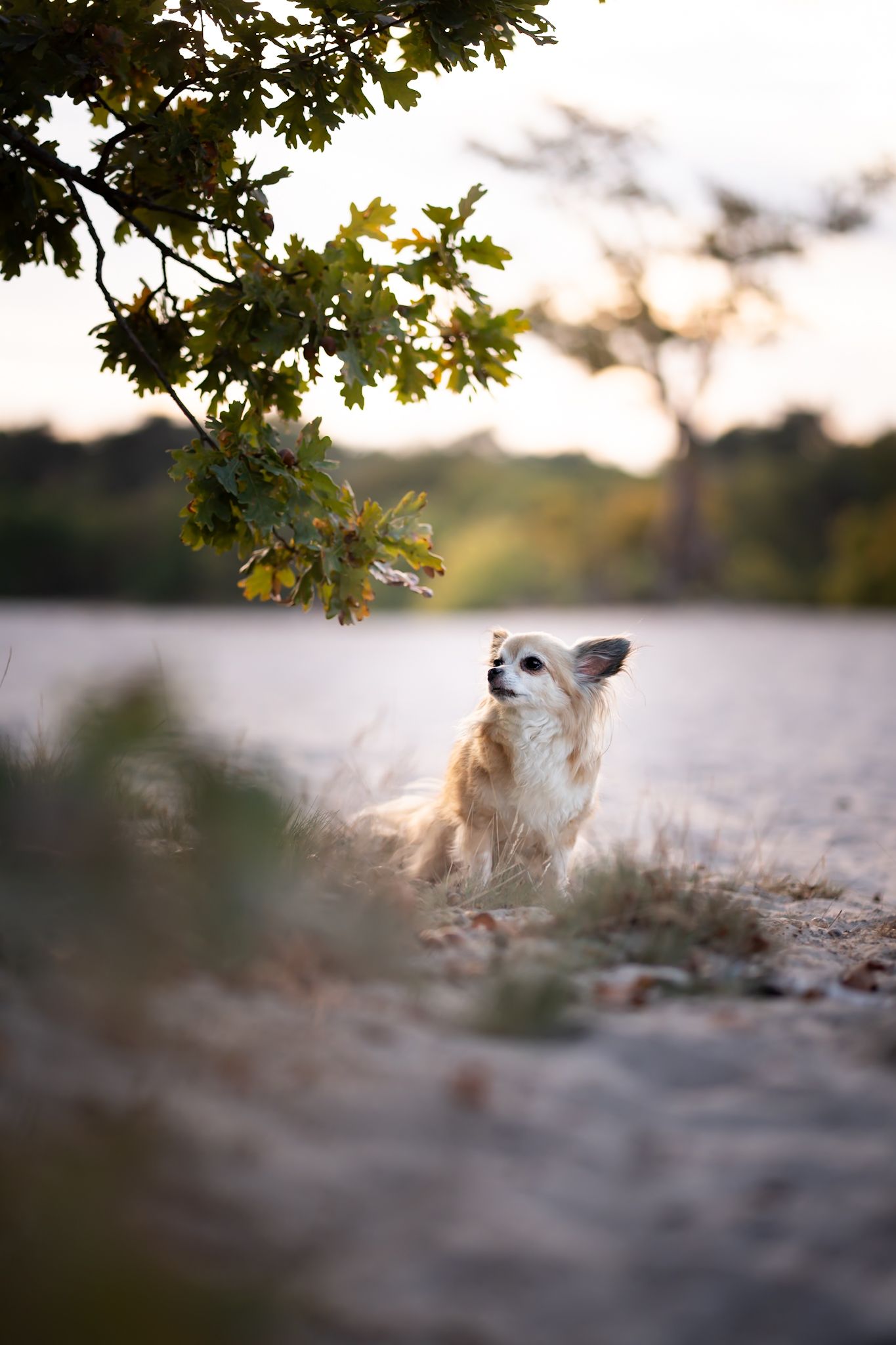 Chihuahua Fenne