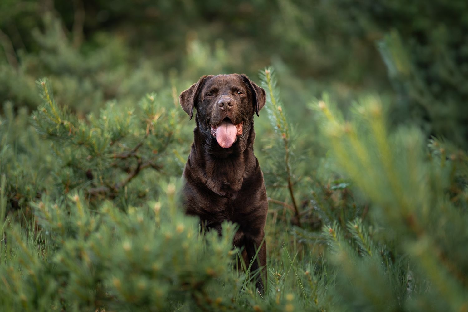 Labrador Doebes
