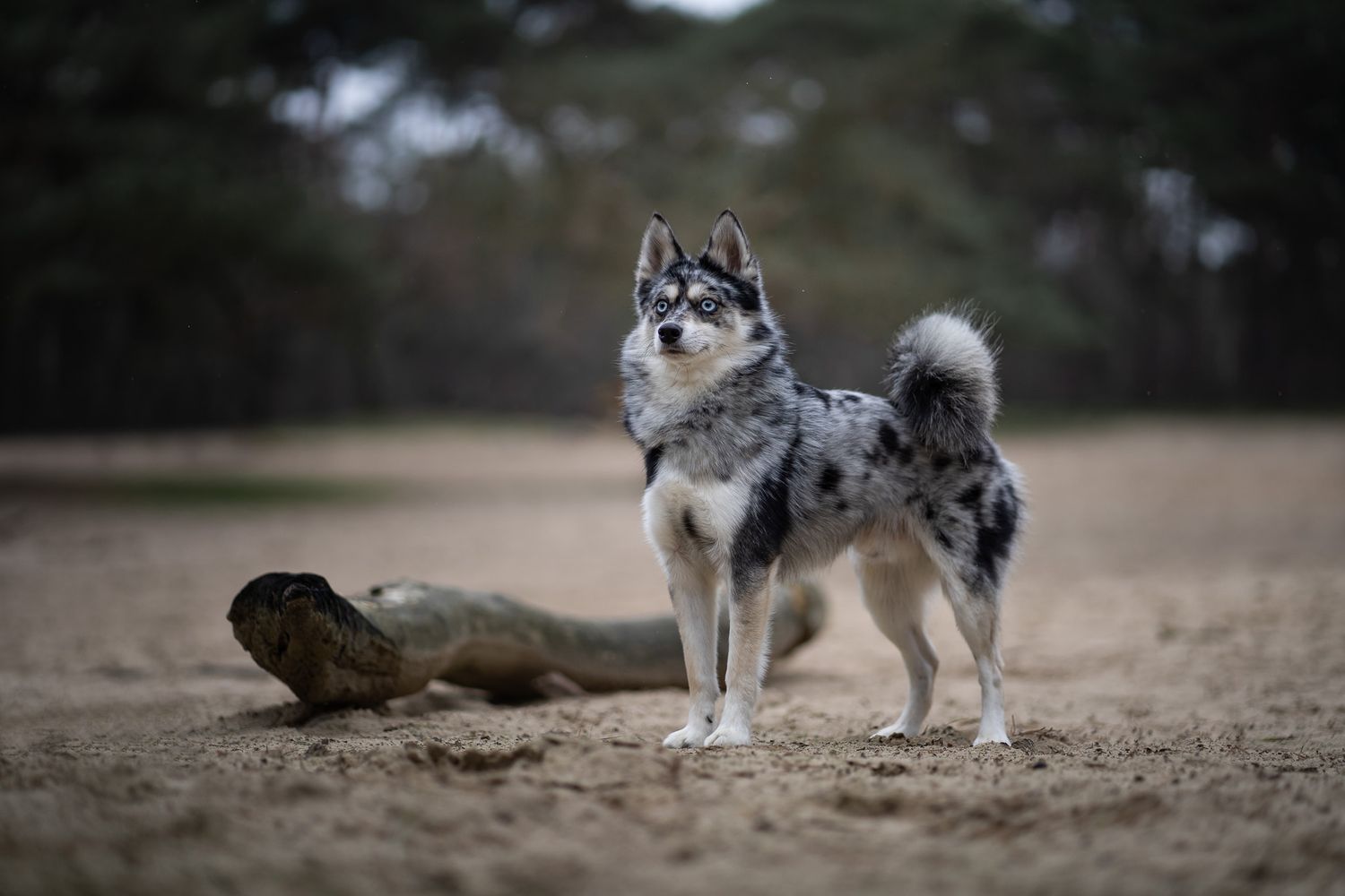 Pomsky Kane