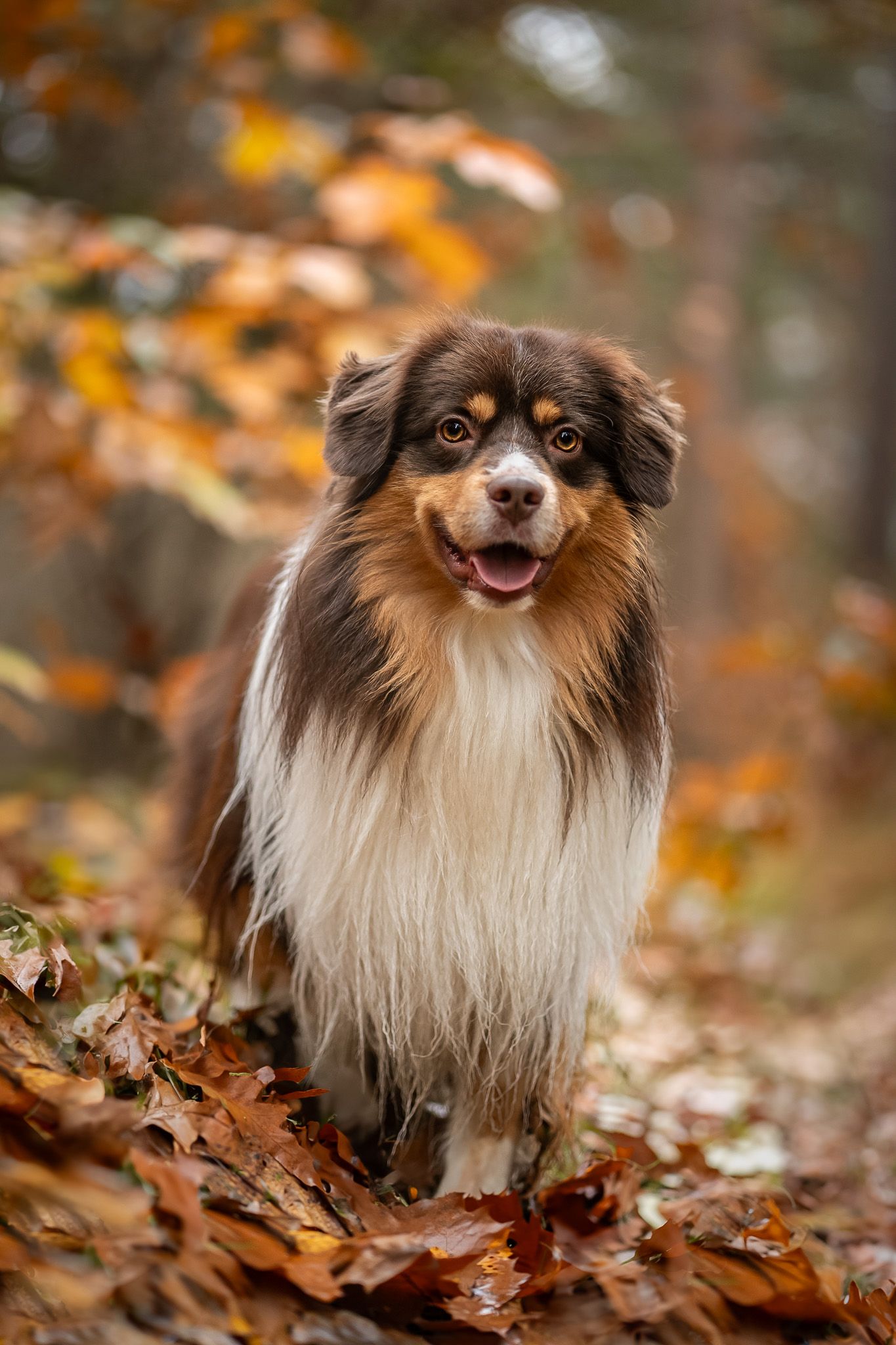 Mini aussie Kenji
