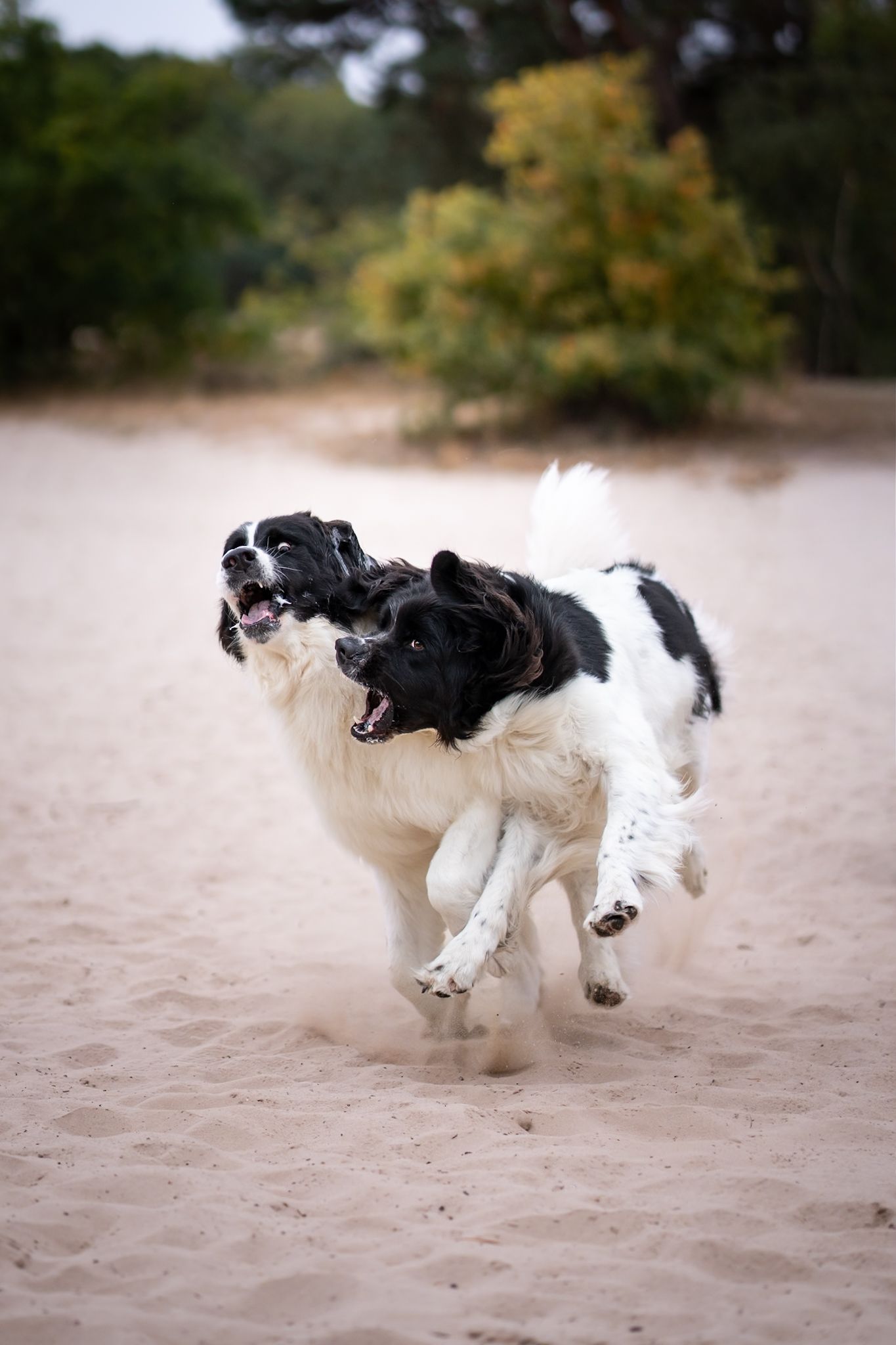 Hondenshoot Benthe en Milou